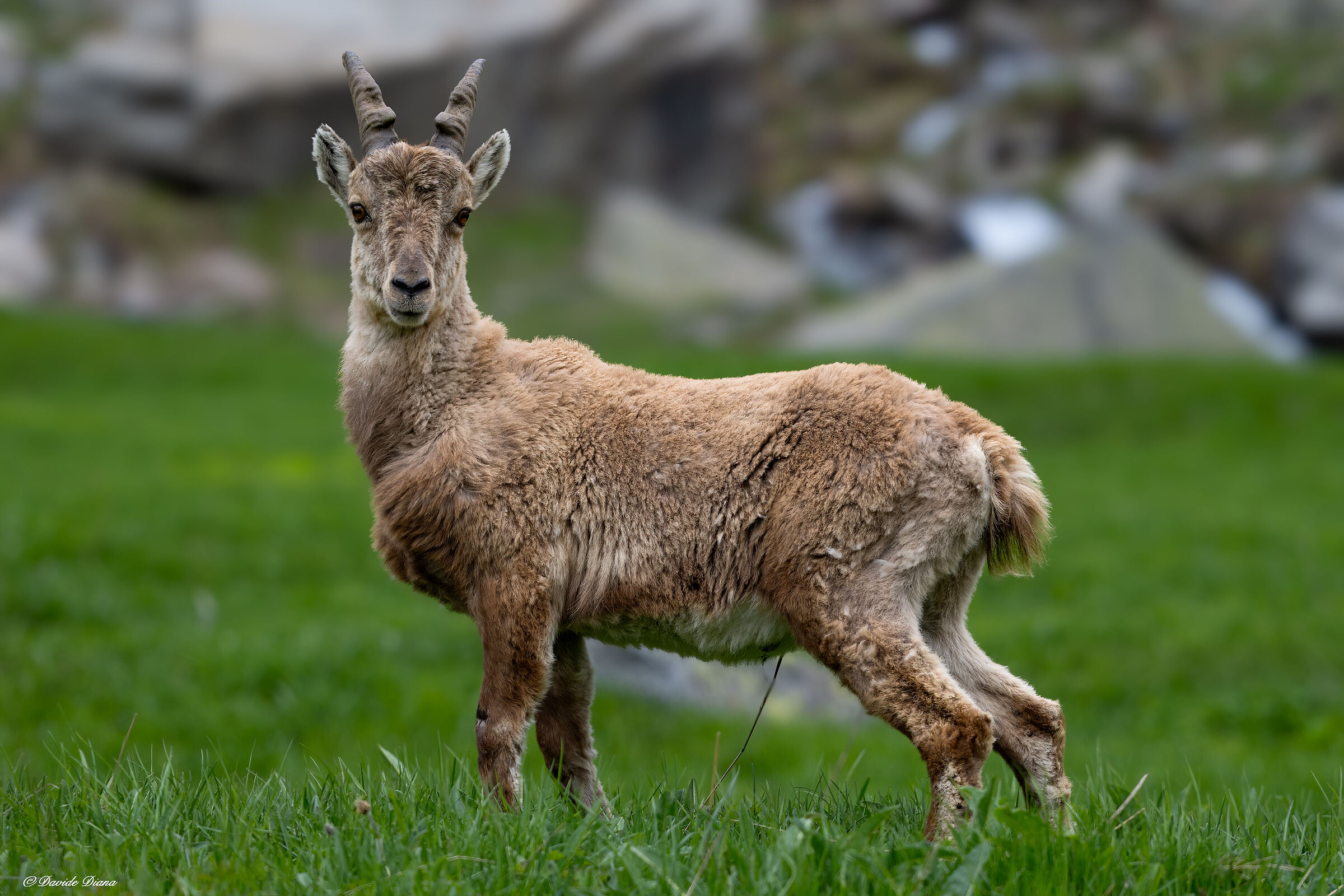 Ibex - Gran Paradiso National Park