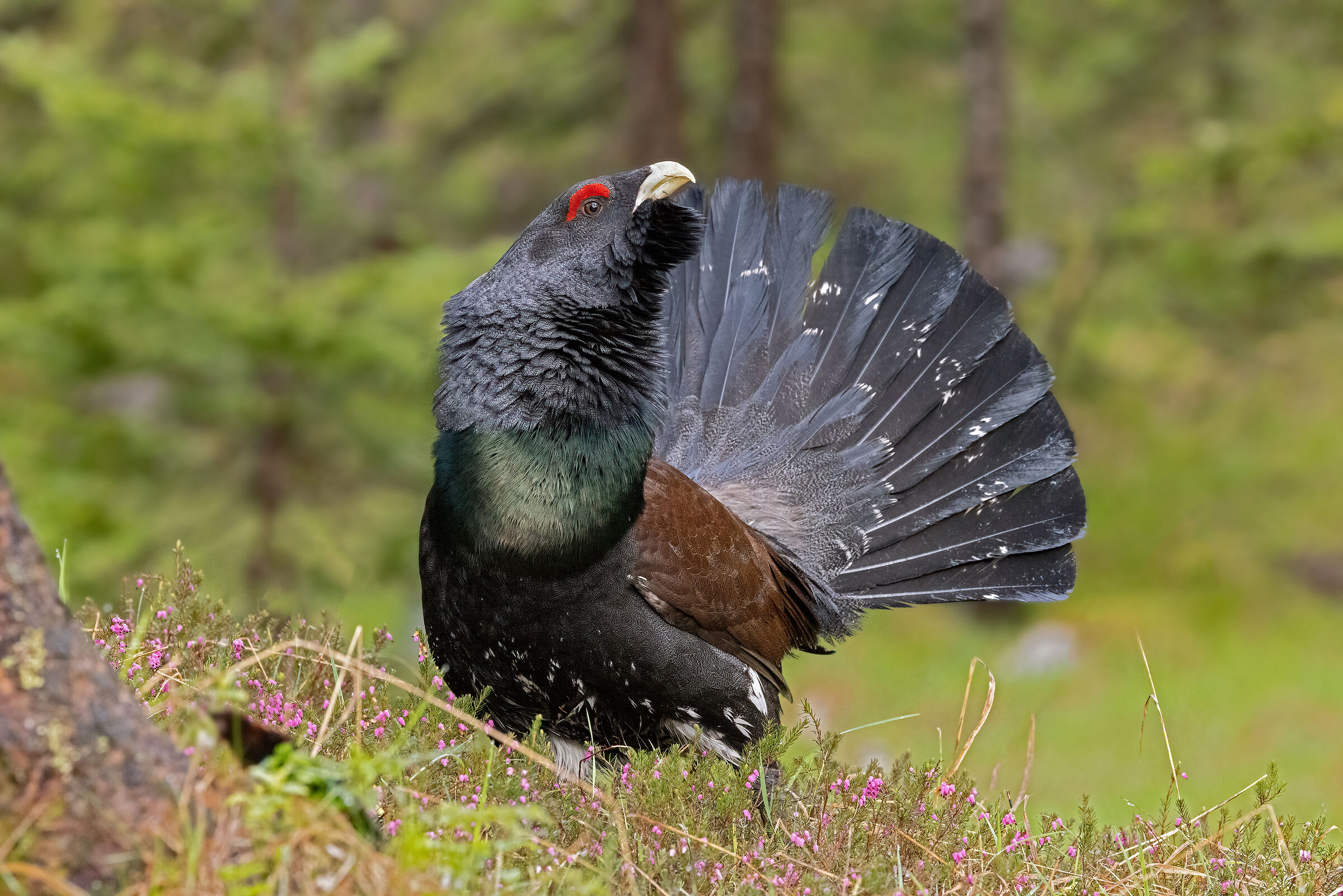 Grouse