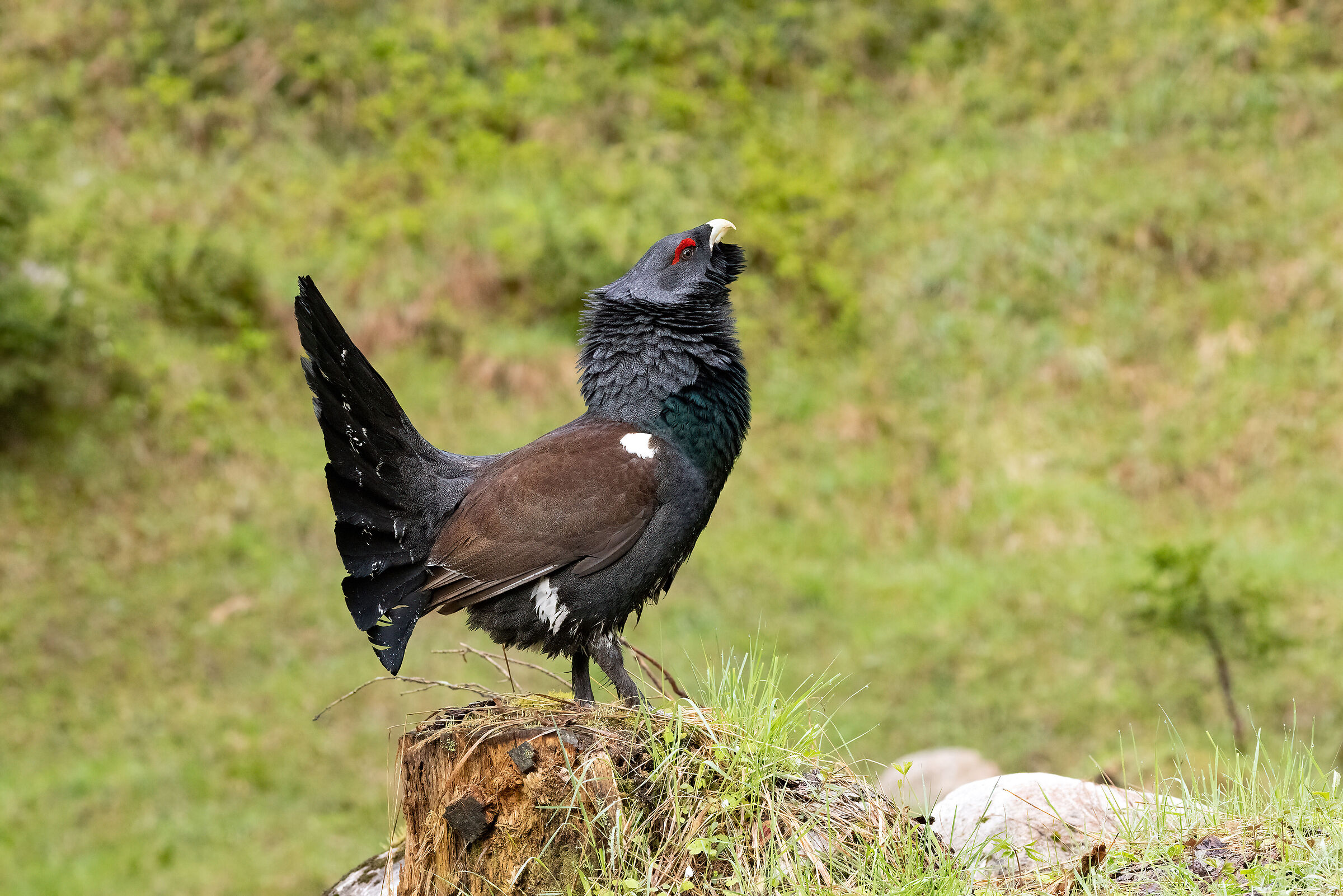 Grouse