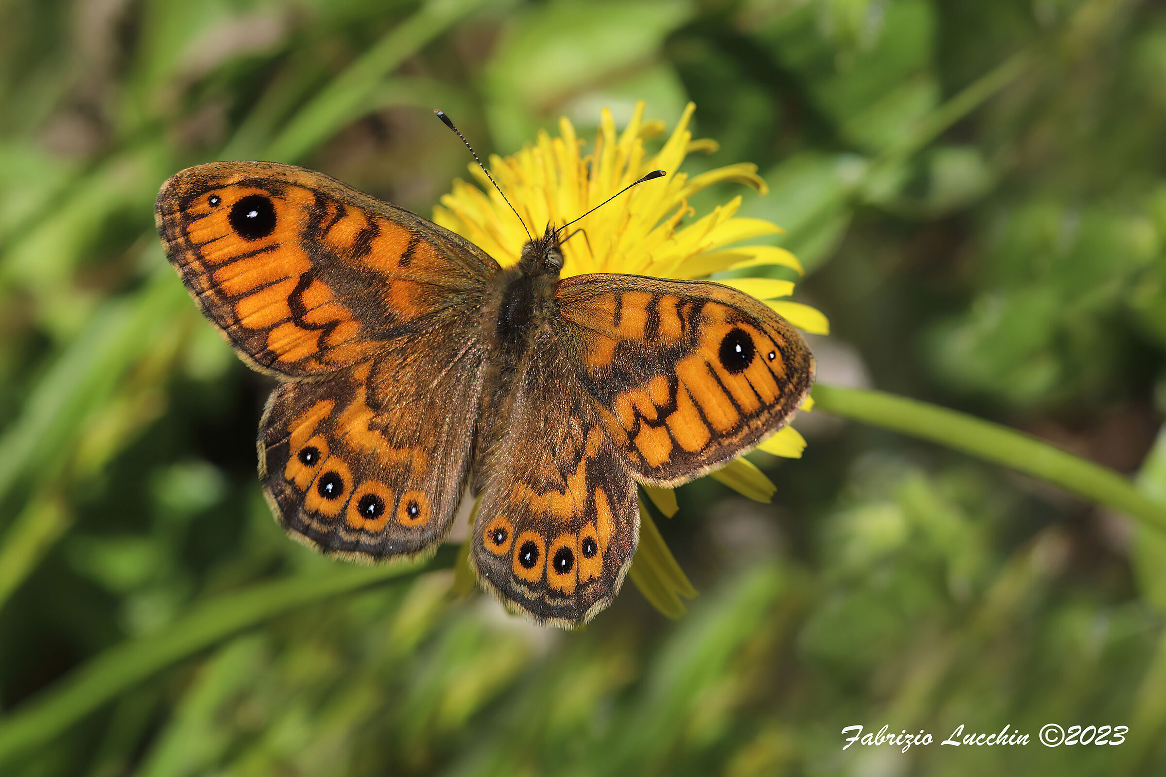 Lasiommata megera (esemplare maschio)
