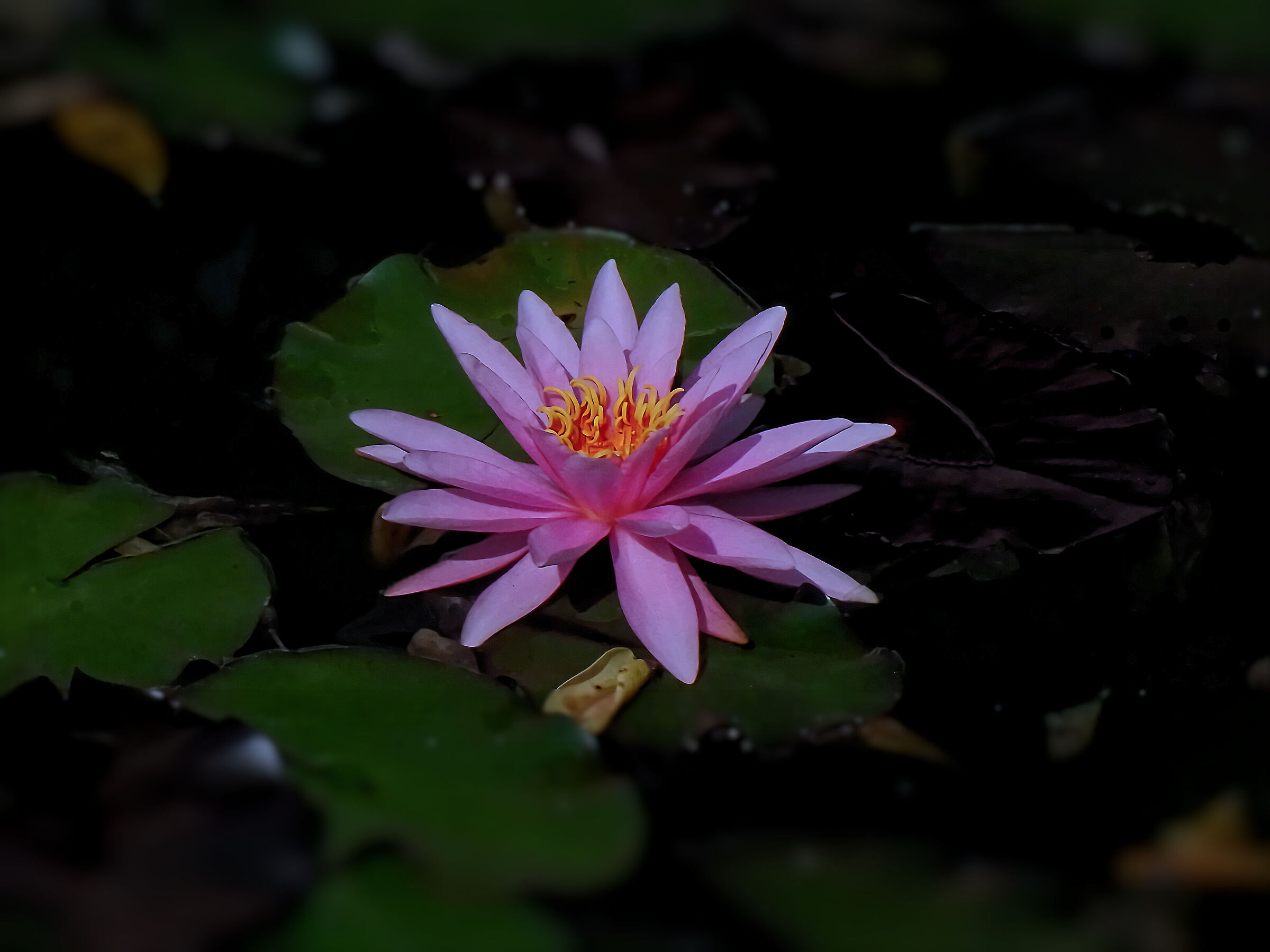 Ninfea - 50X crop.1,58