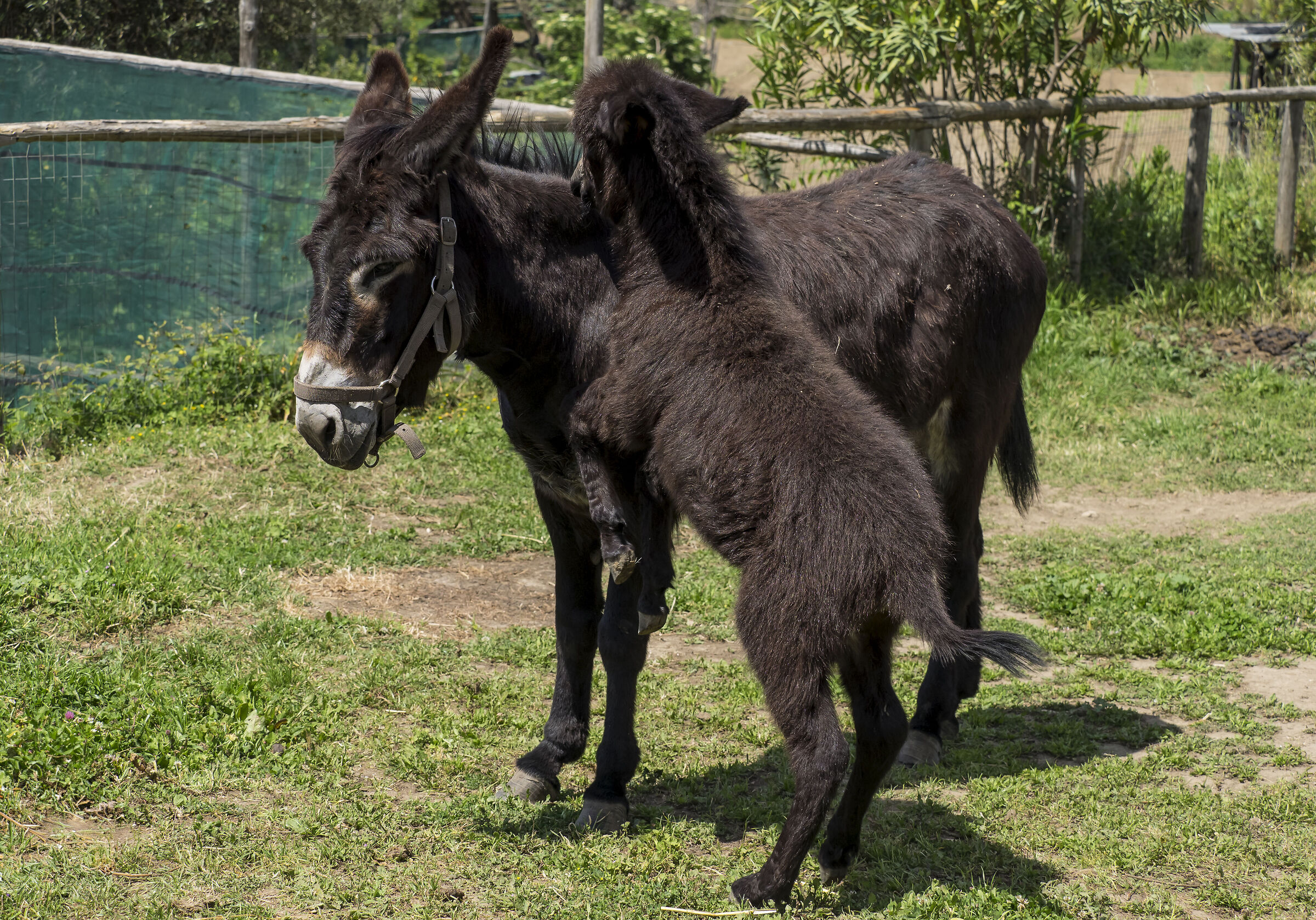 Stop it, you're a donkey, you can't ride a horse...