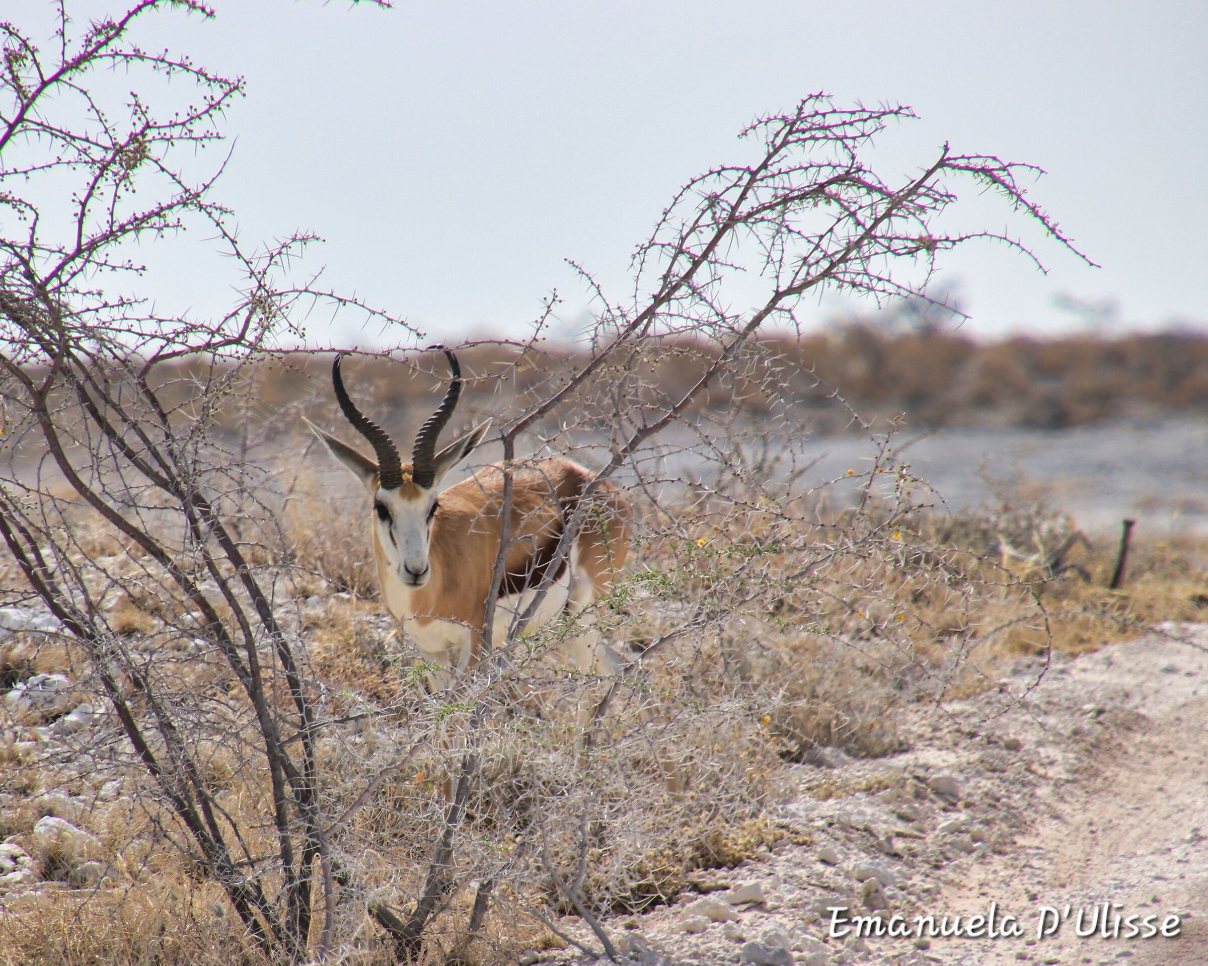 Etosha National Park_Namibia
