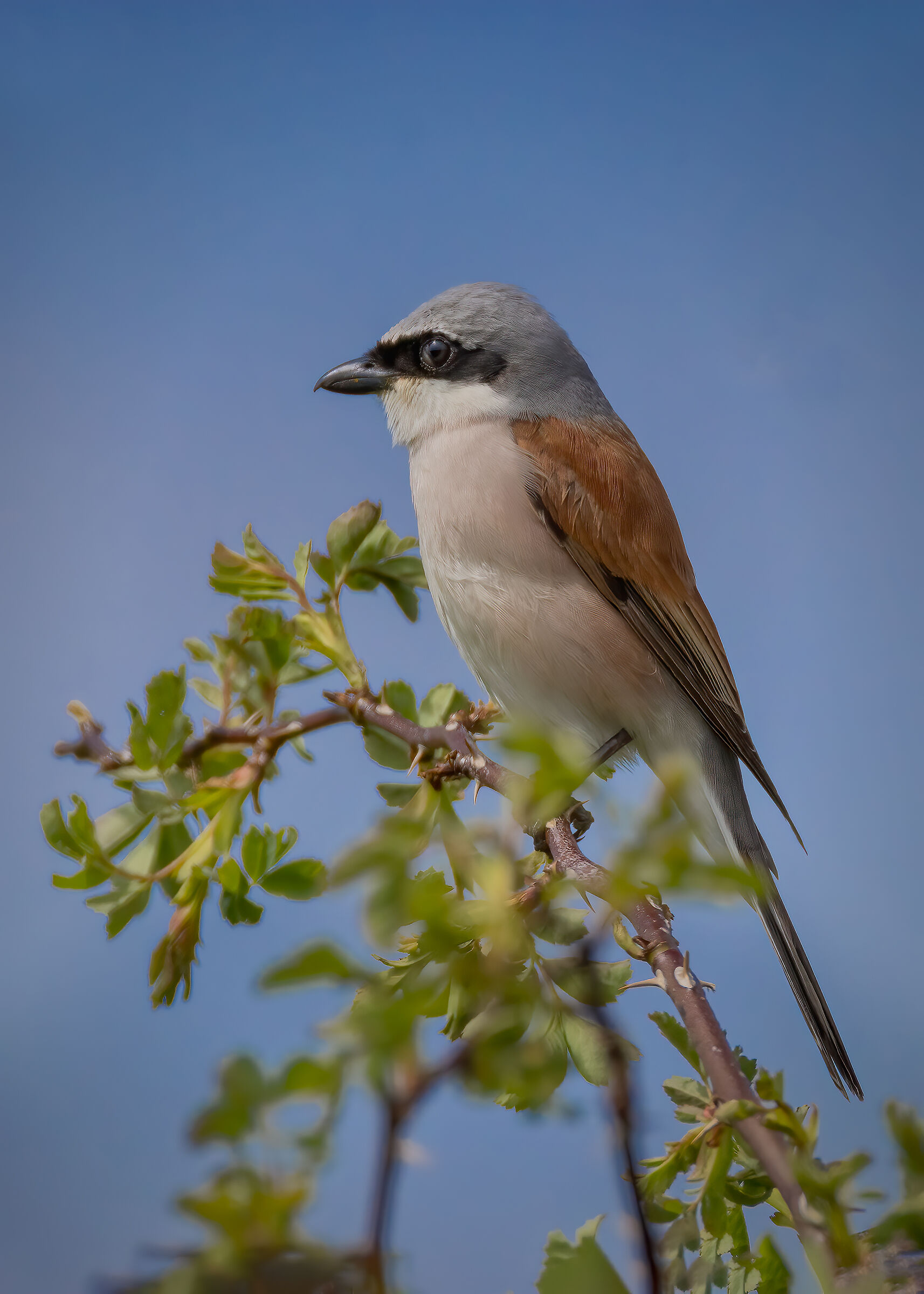 Averla piccola maschio