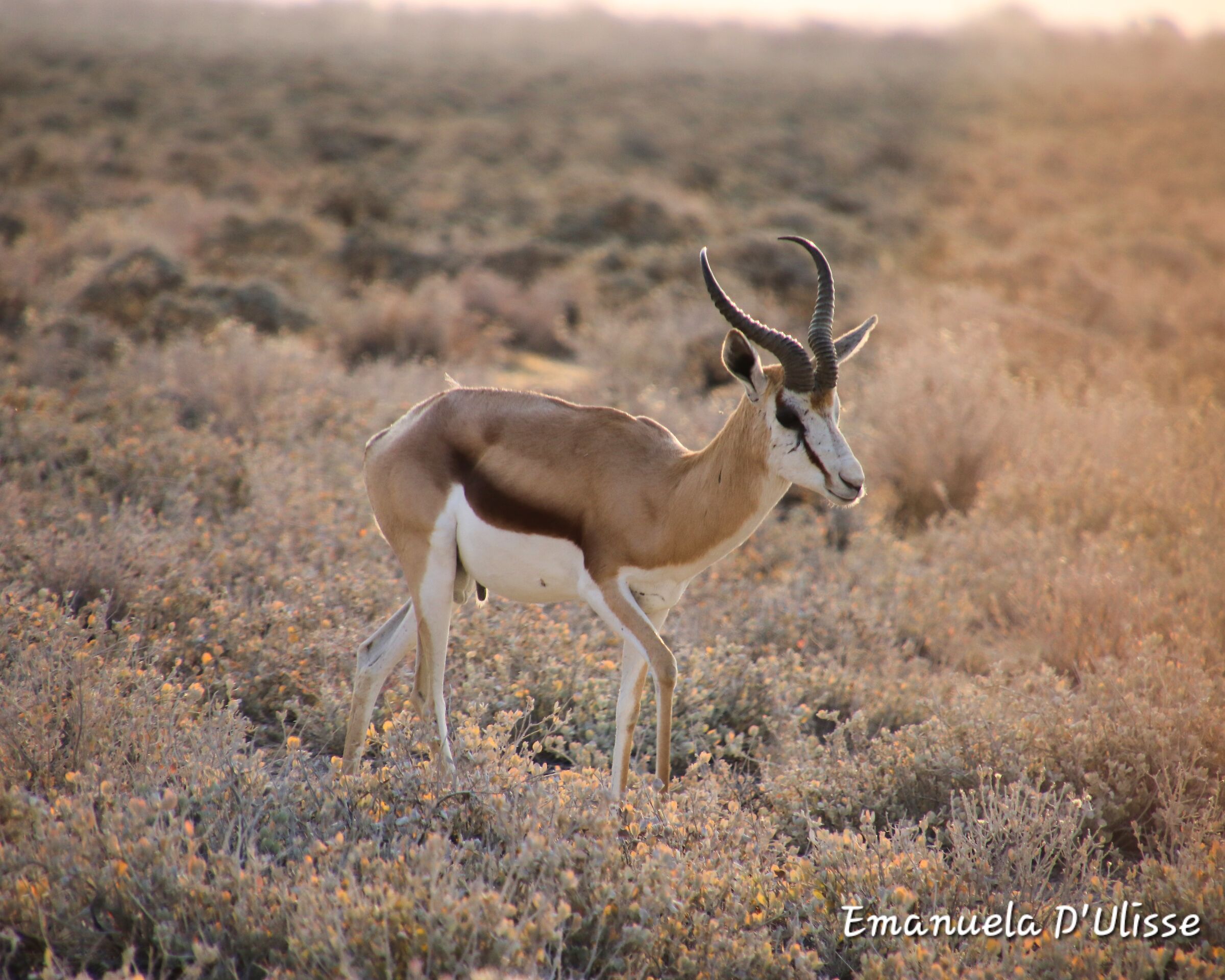 Etosha National Park_Namibia