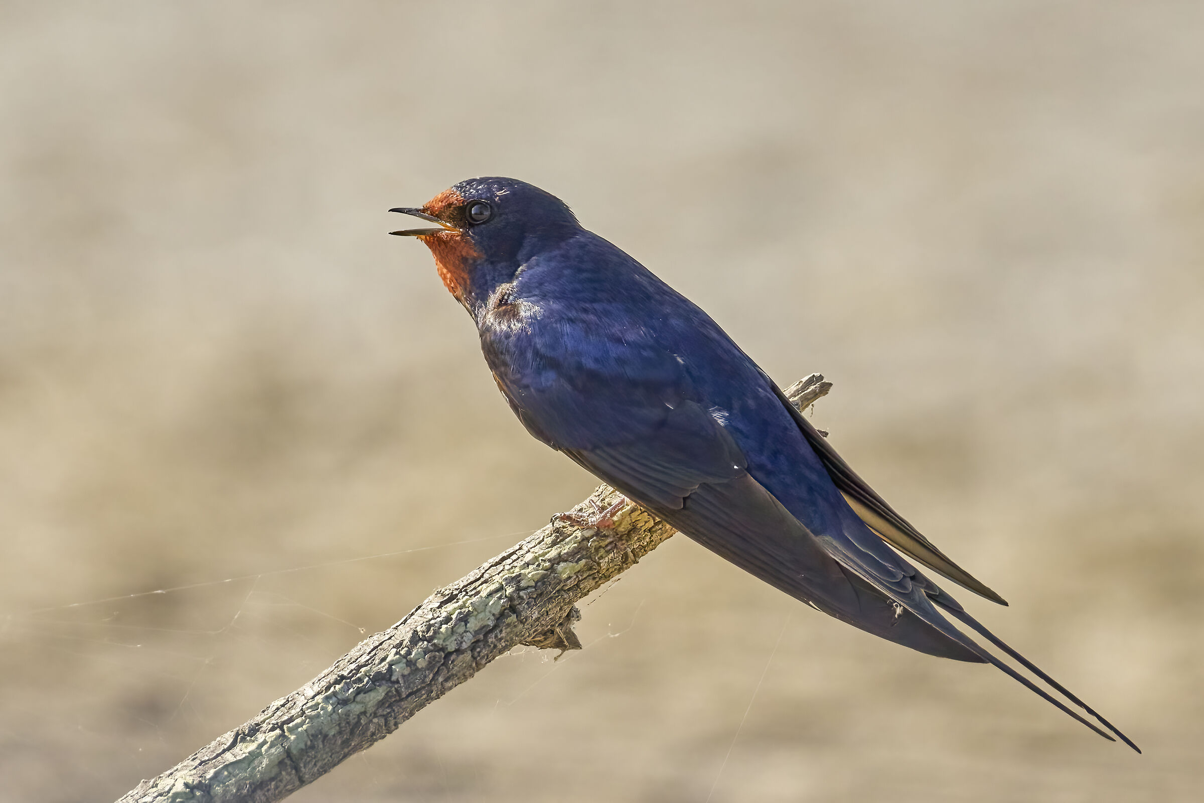 Swallow