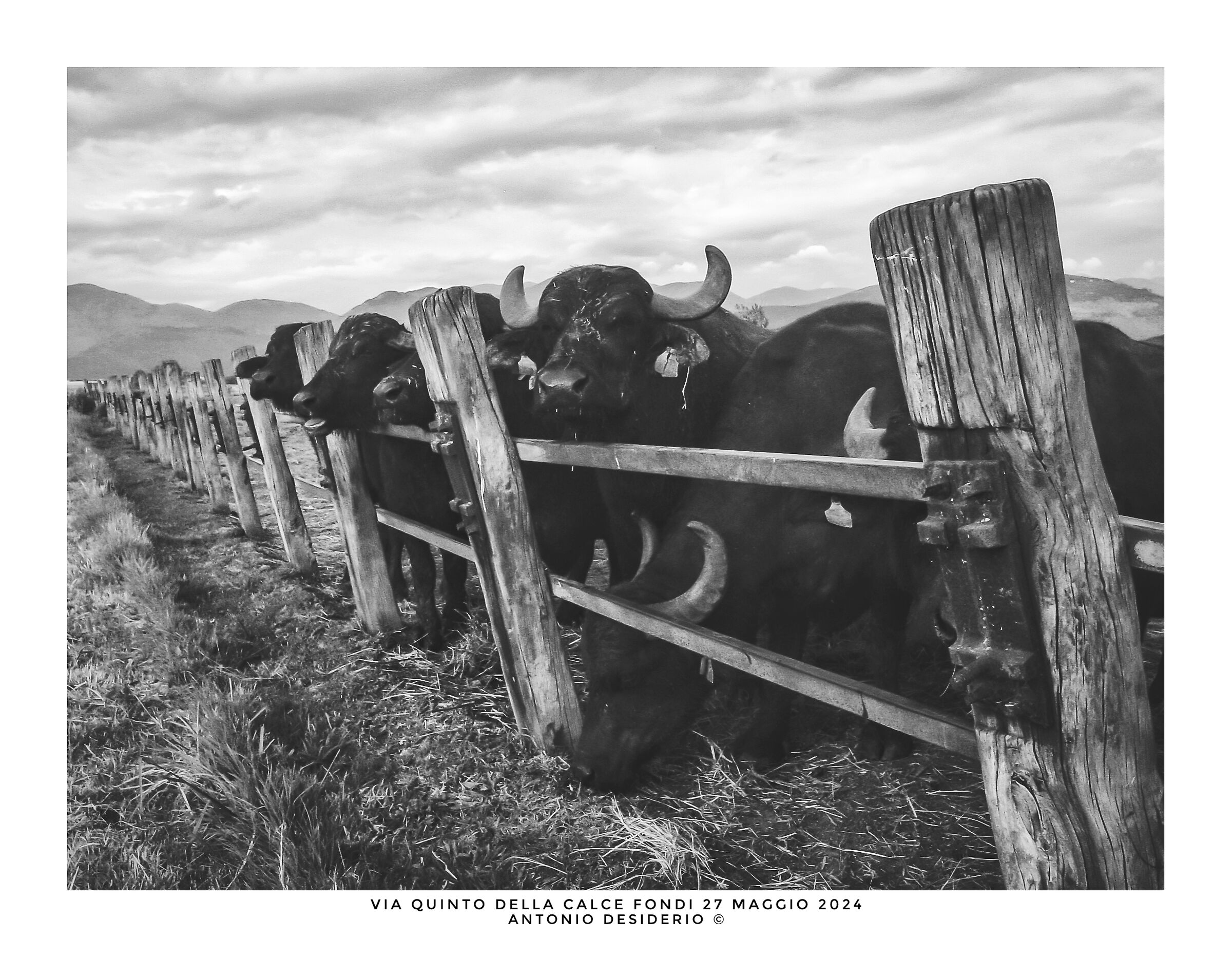 An afternoon with buffaloes....