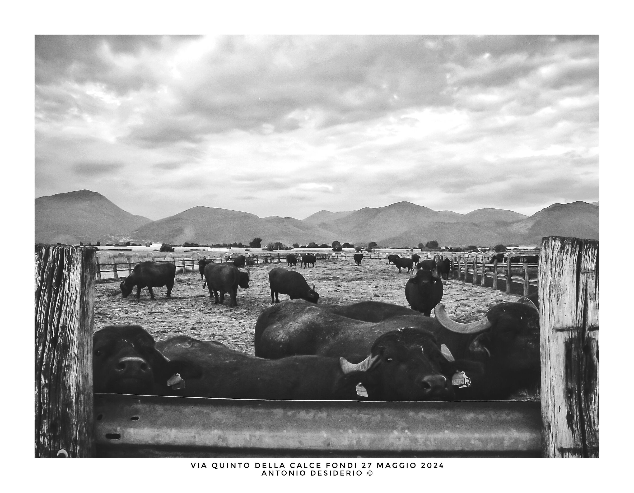 An afternoon with buffaloes....