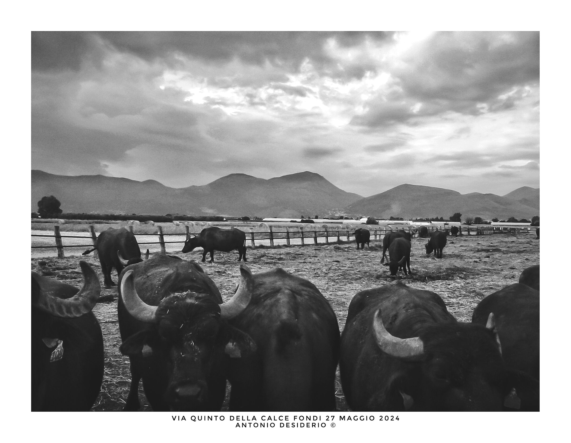 An afternoon with buffaloes....