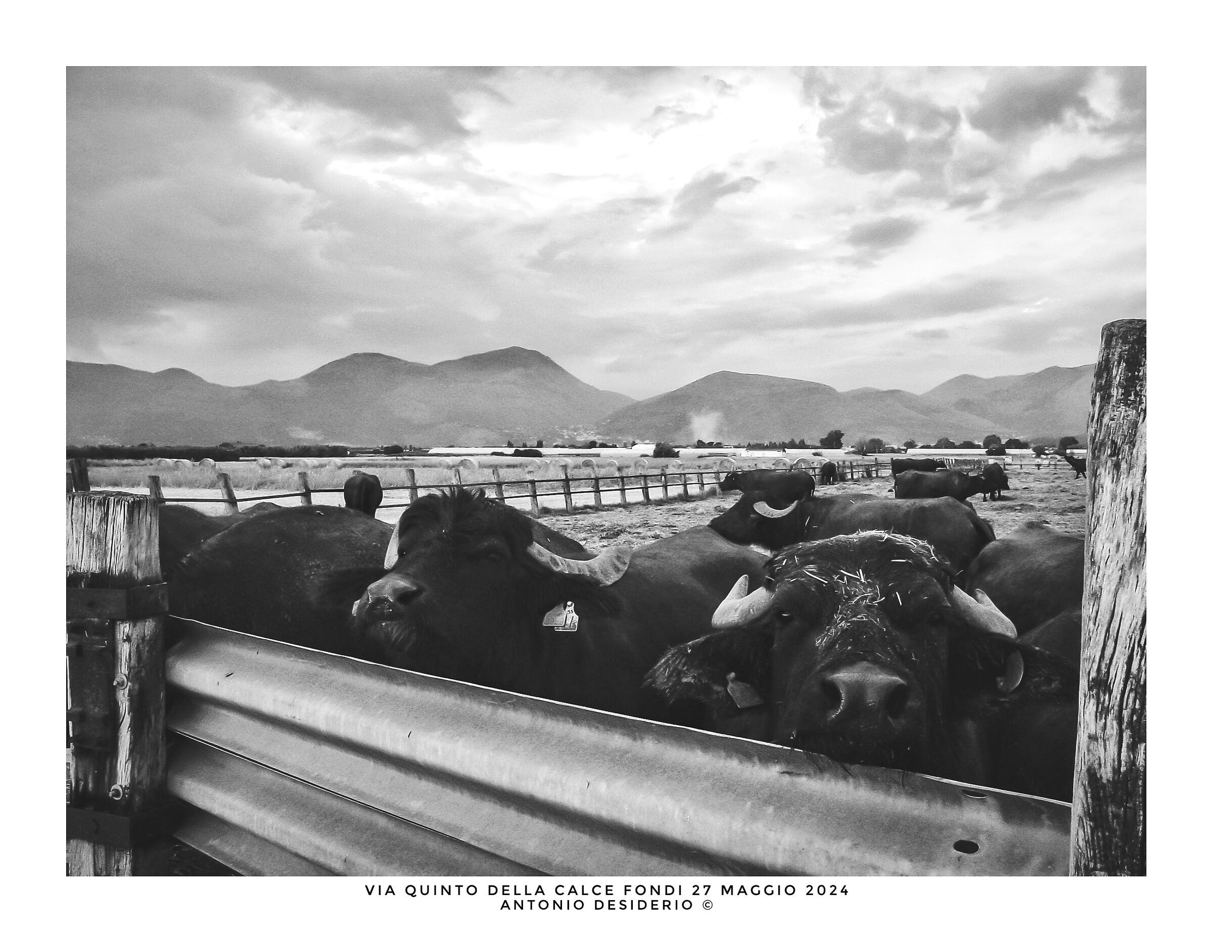 An afternoon with buffaloes....