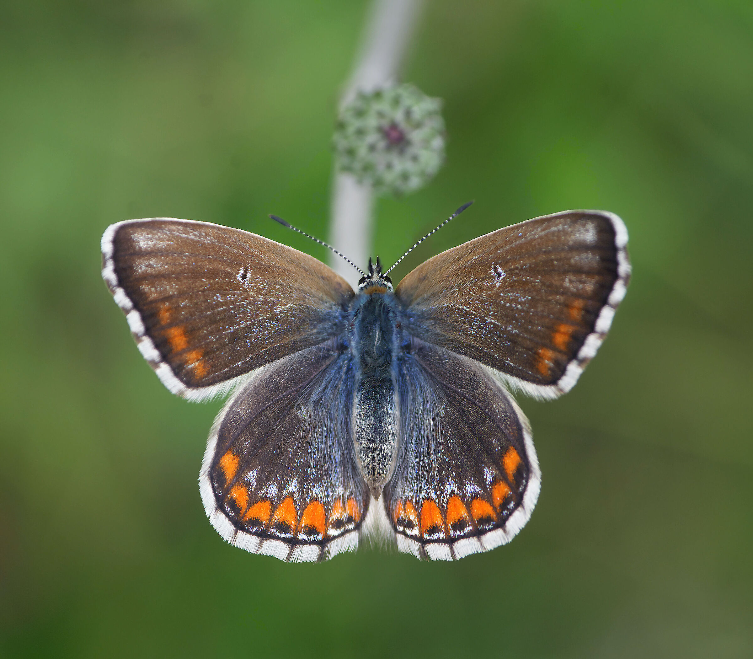 Bellargus