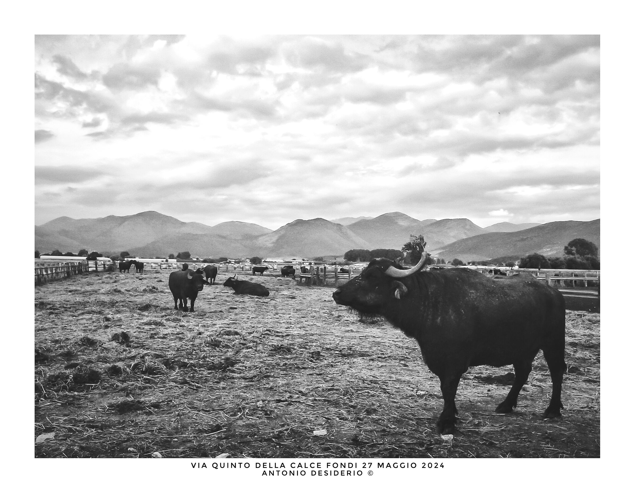 An afternoon with buffaloes....