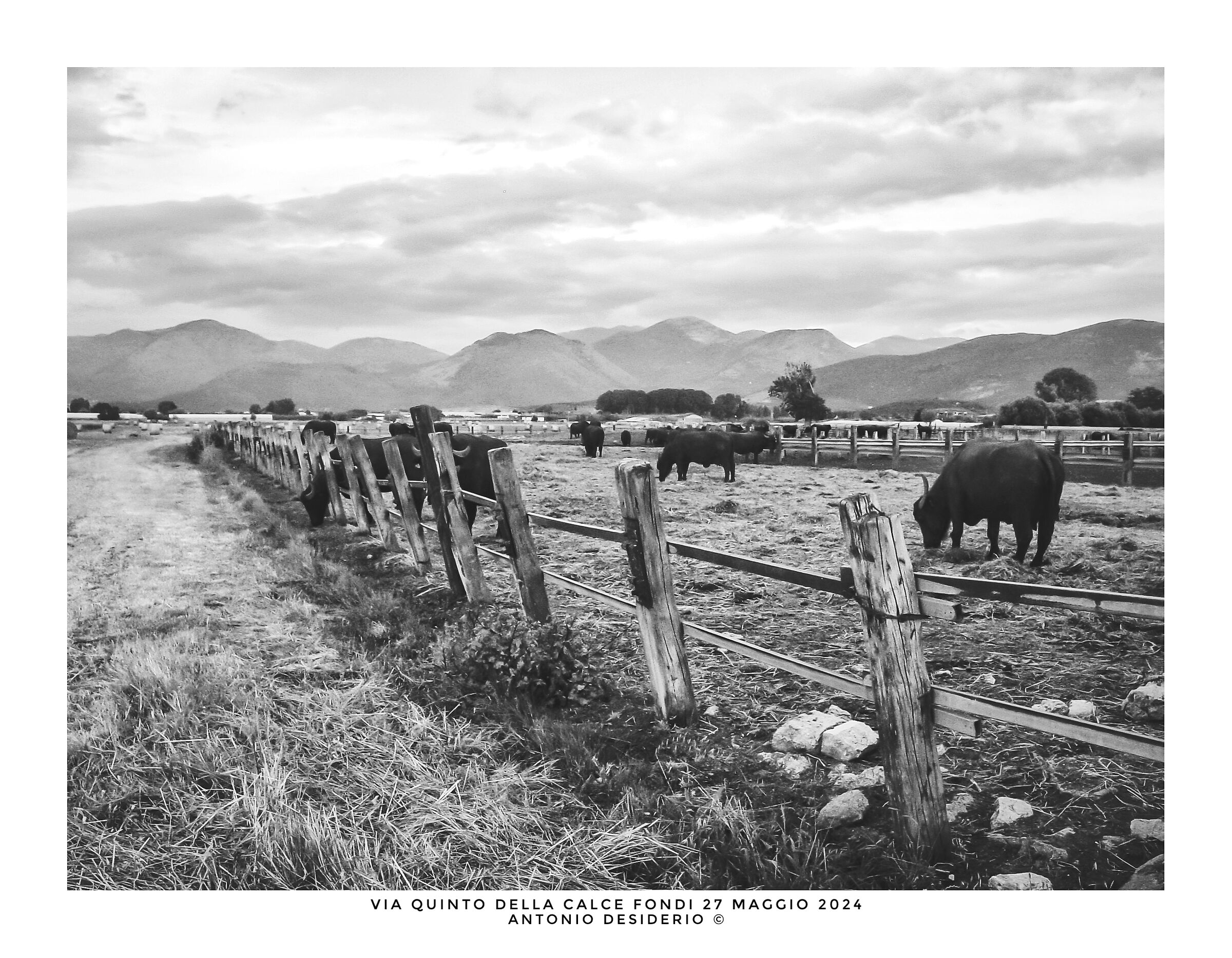 An afternoon with buffaloes....