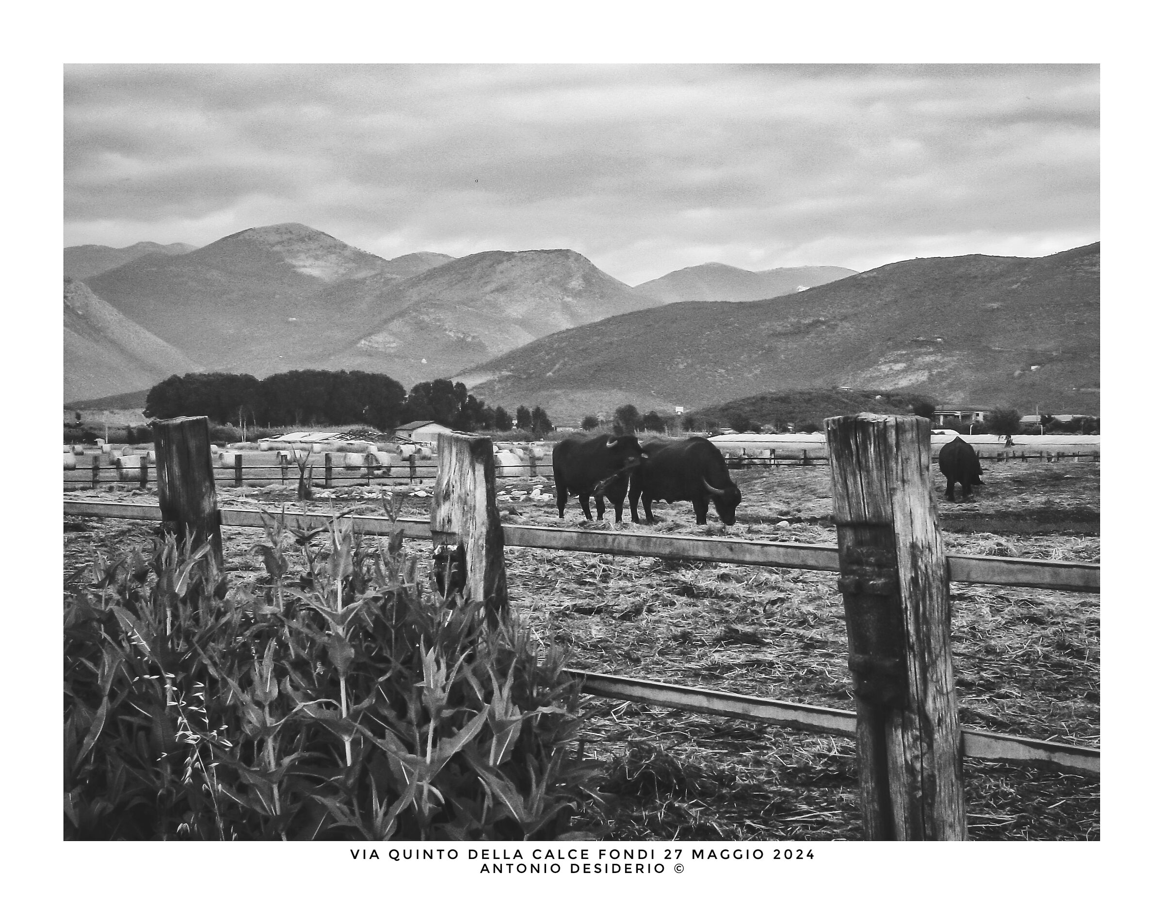An afternoon with buffaloes....