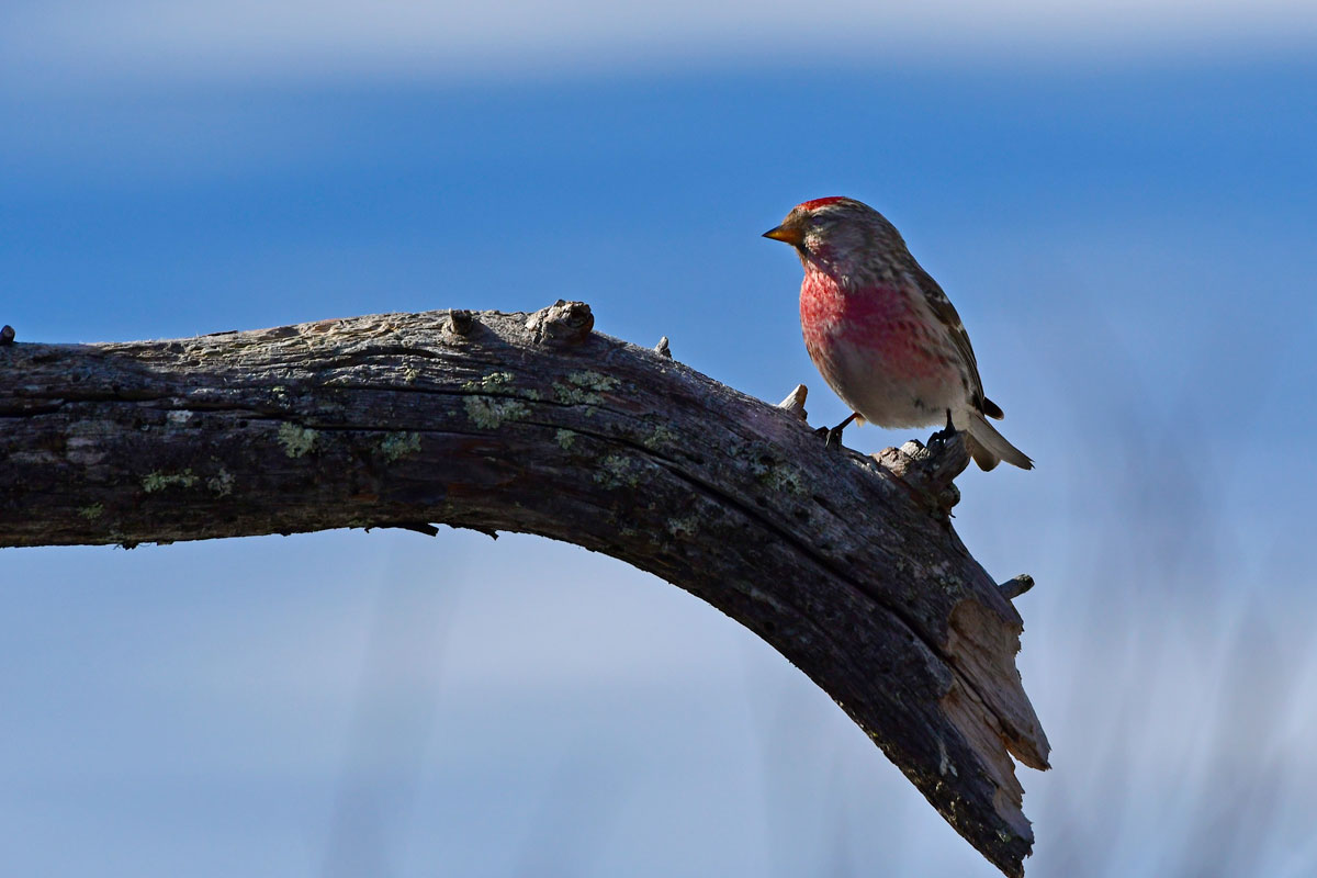 Organetto (Carduelis flammea), Redpoll