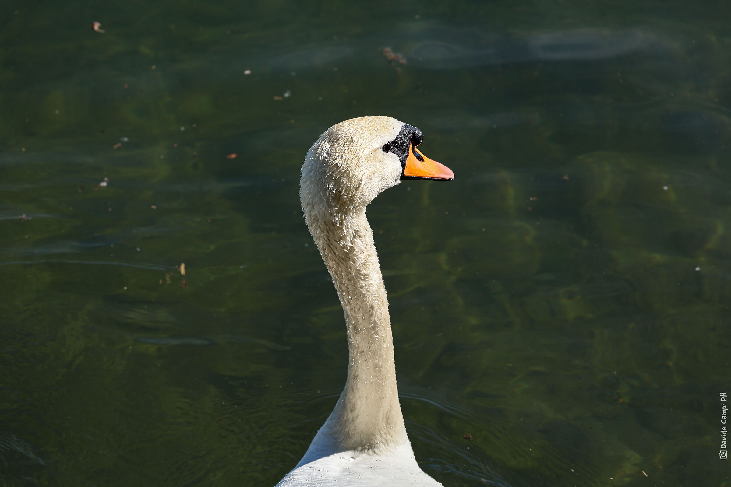 Ritratto di un cigno