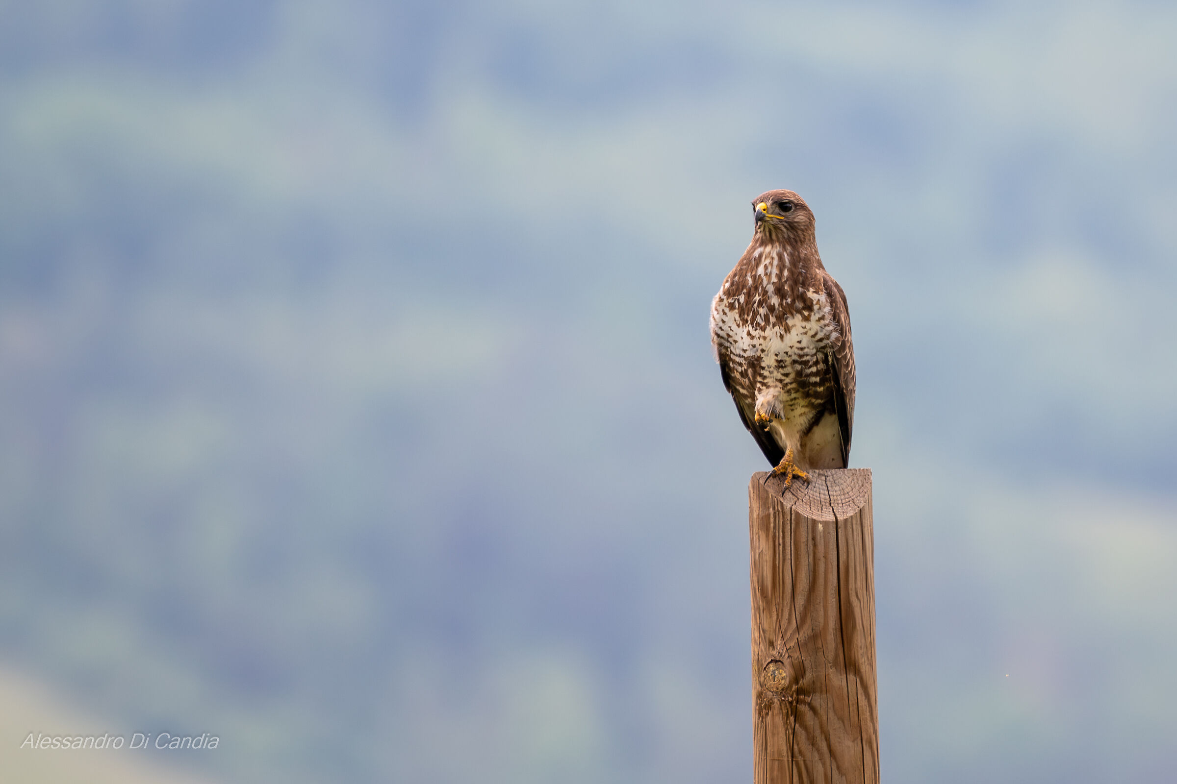 "Baciami l'artiglio"