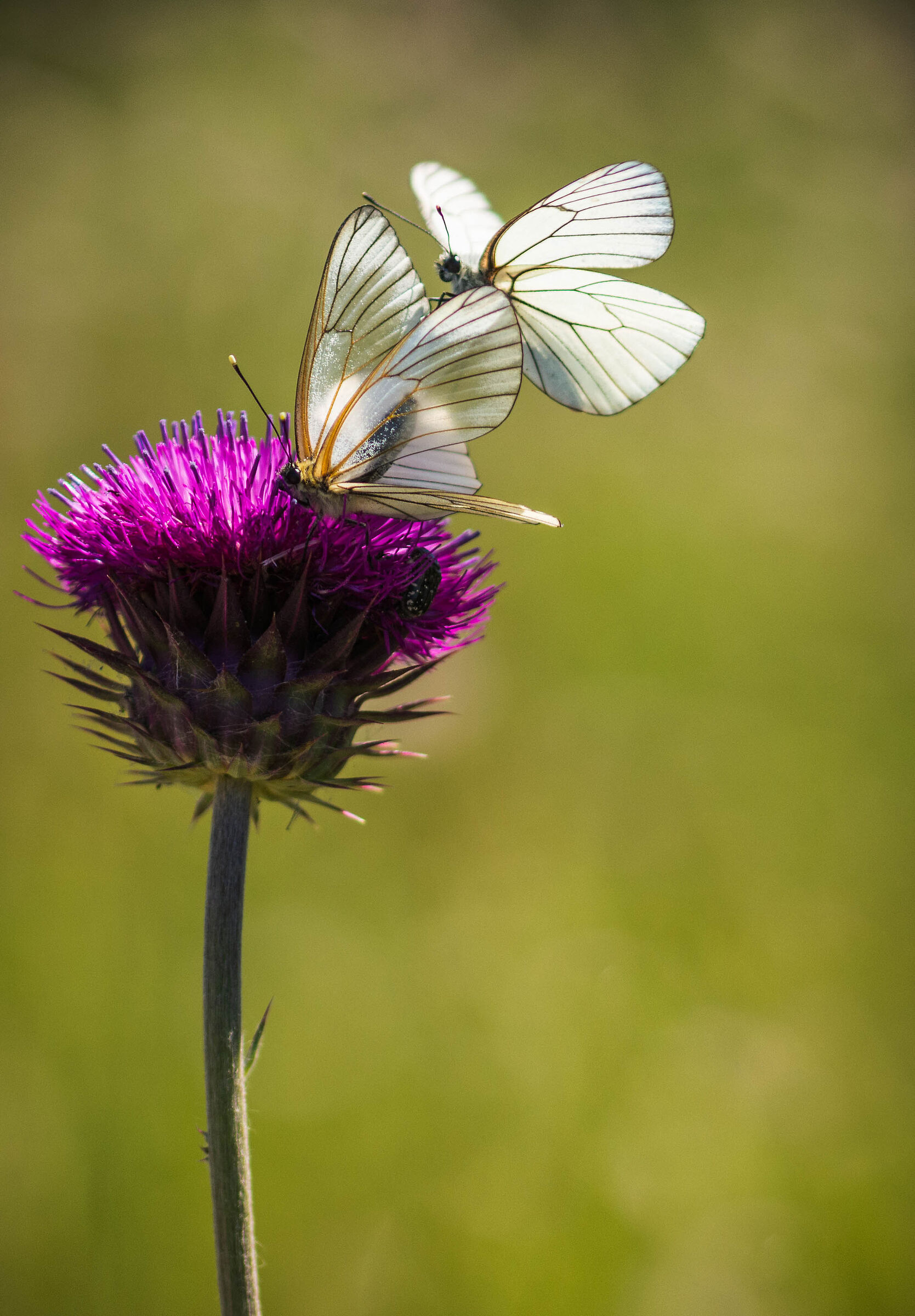 Due Aporia crataegi che si corteggiano