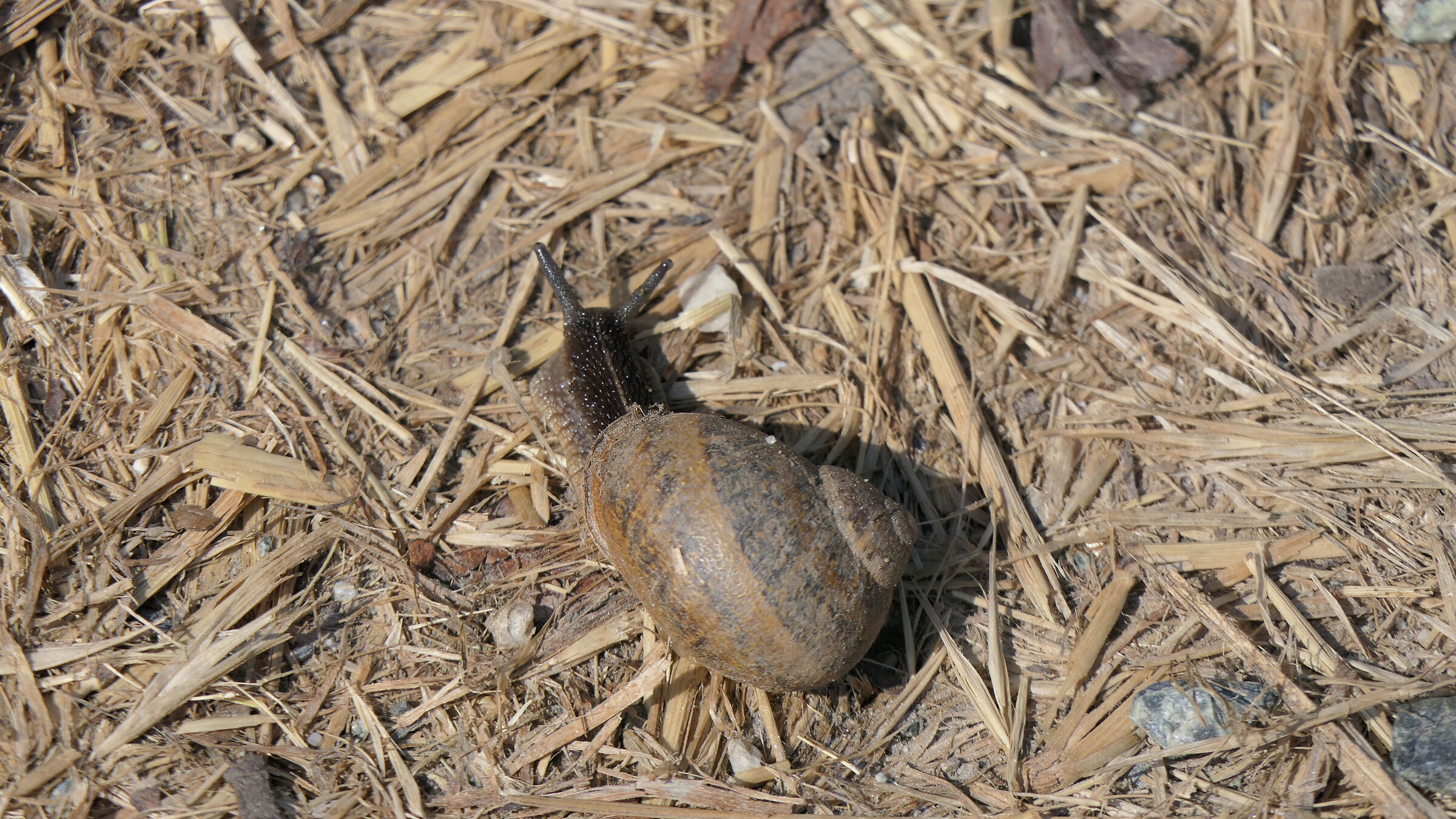 Chiocciola