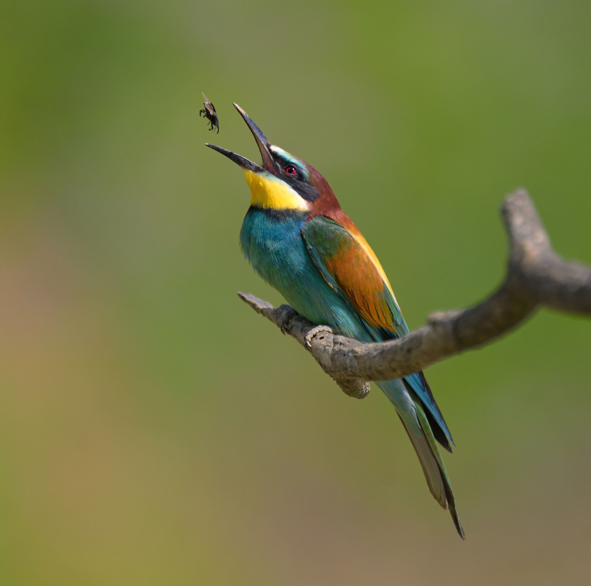 Bee-eater with prey