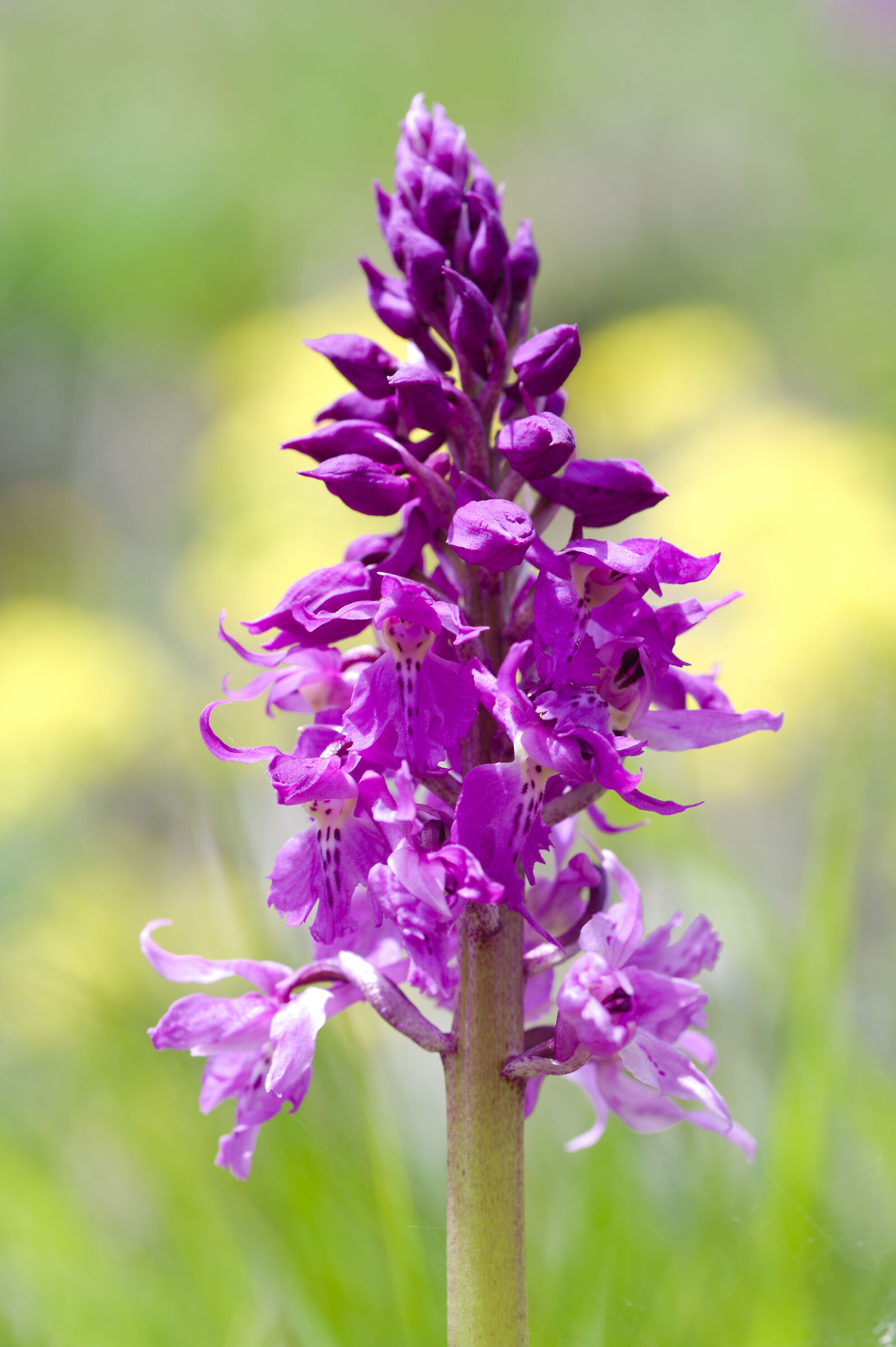 Orchis Mascula...