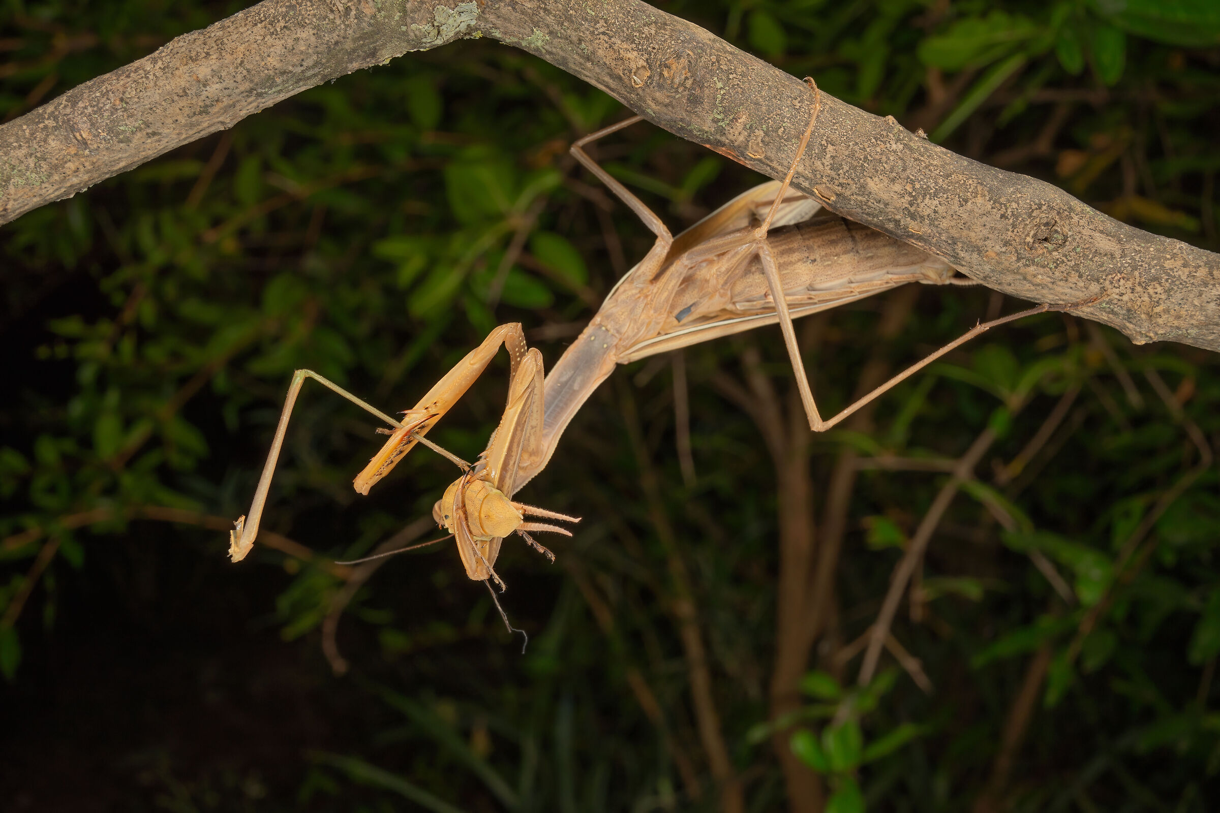 L'accoppiamento della mantide, 15