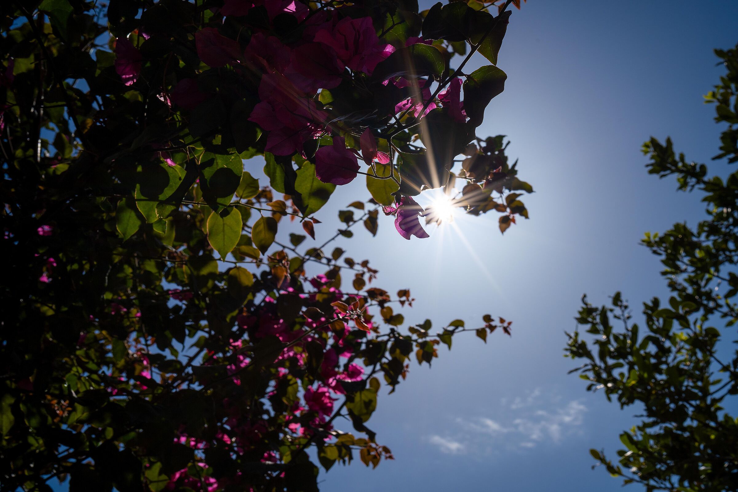 Raggi tra la bougainvillea