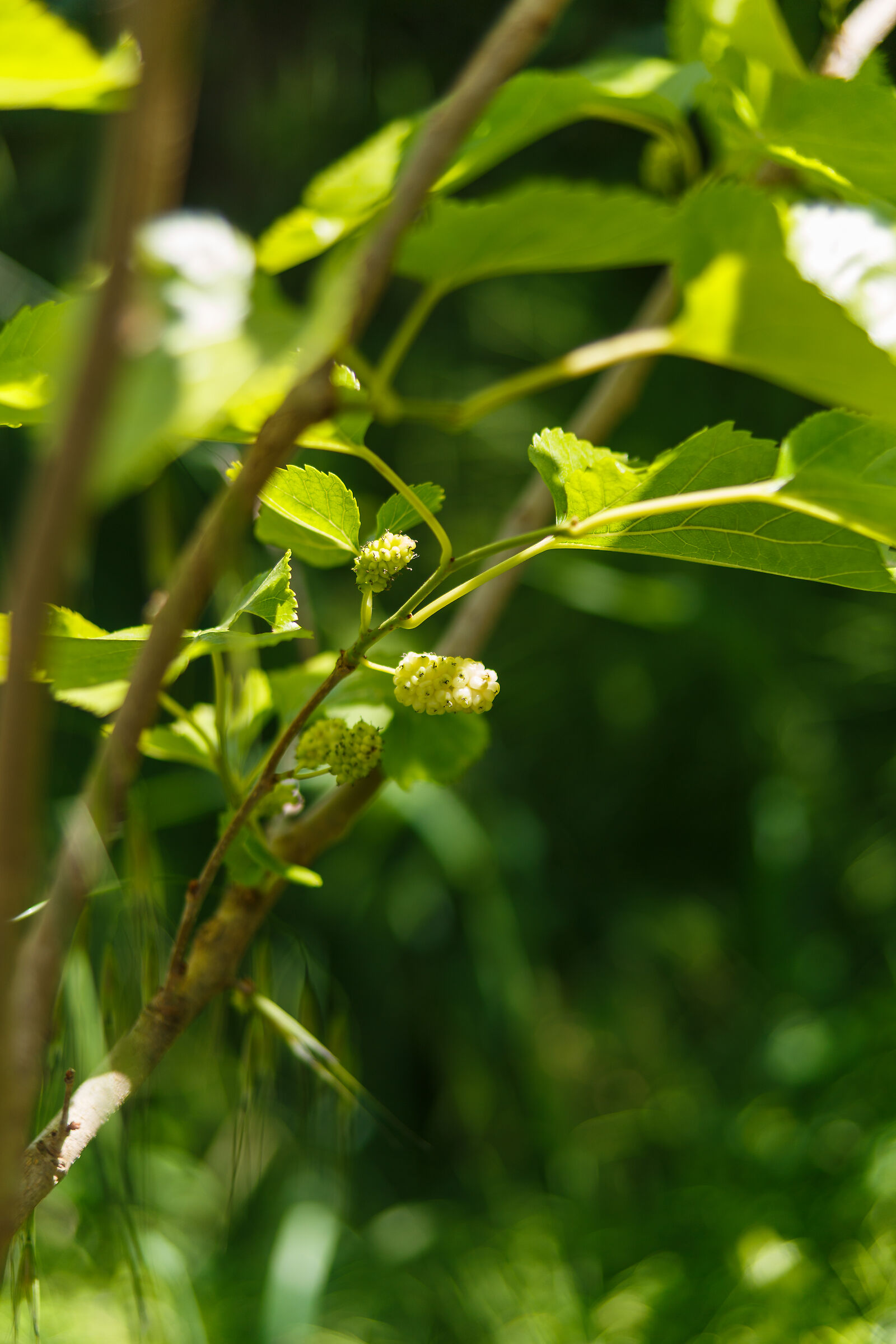 Gelso bianco dell'orto del mio papà