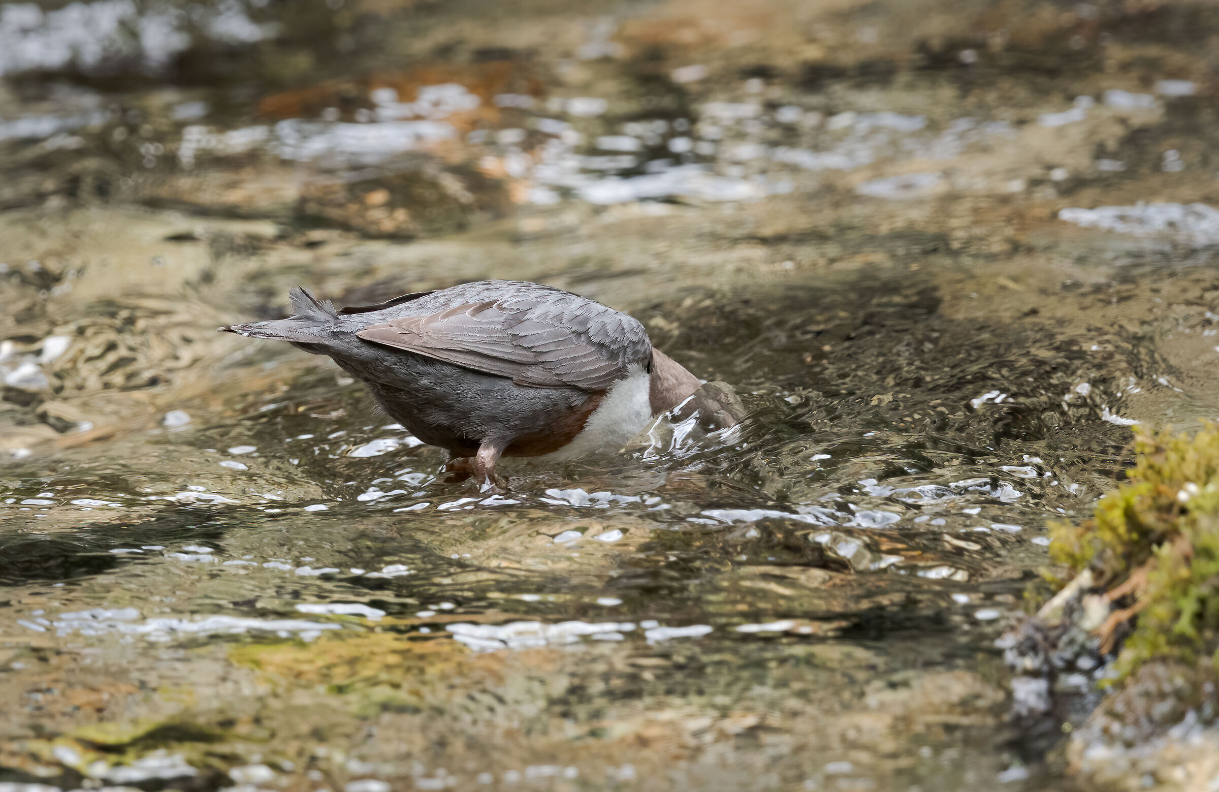 White-throated dipper