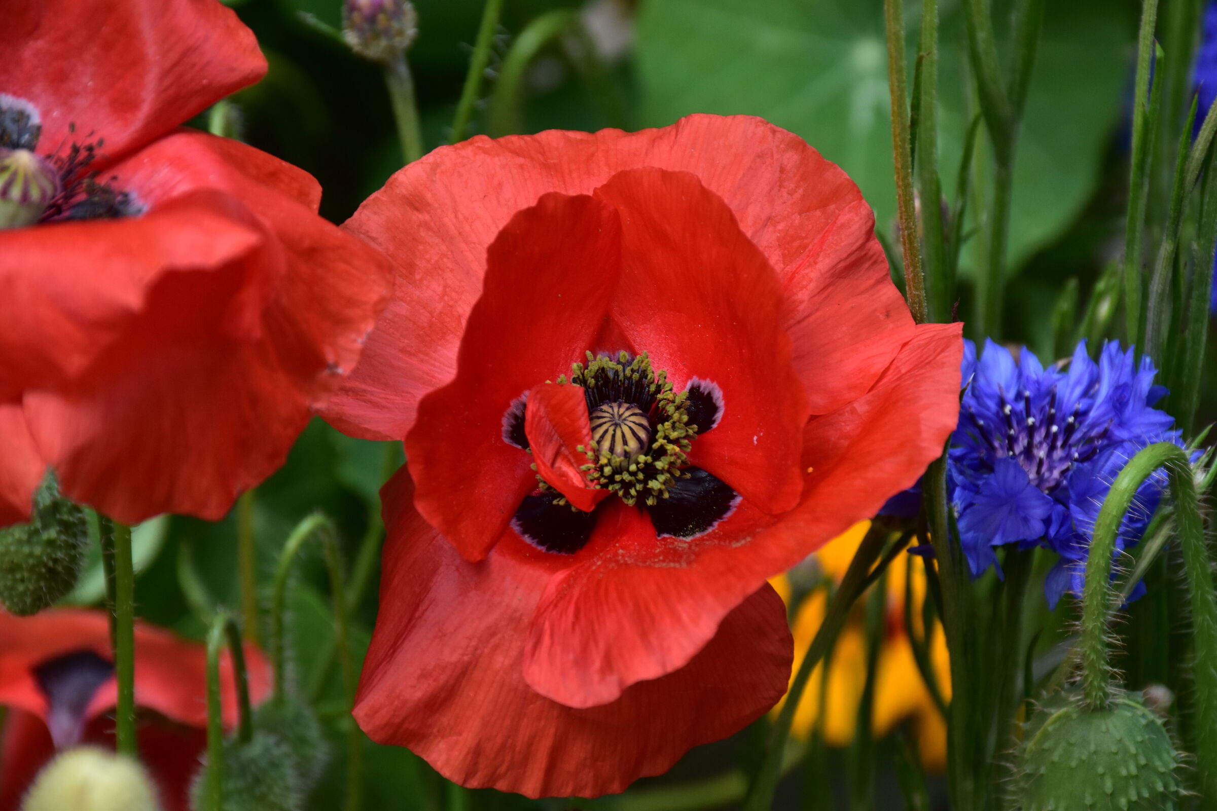 The protagonists of the month of May: poppies and cornflower...