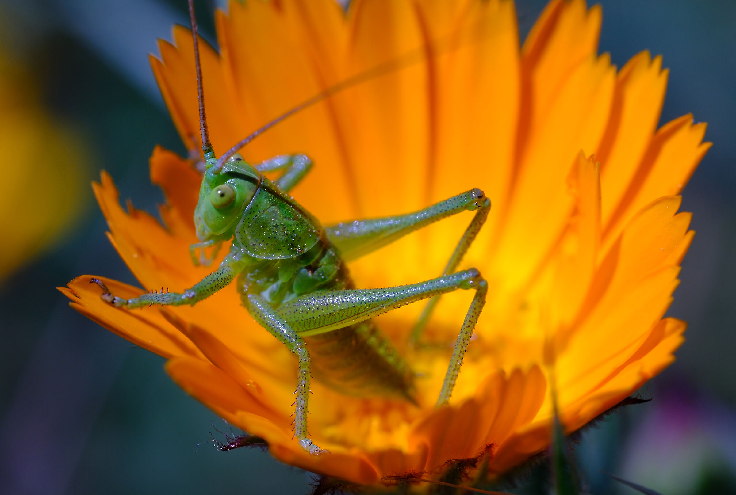 Orthoptera