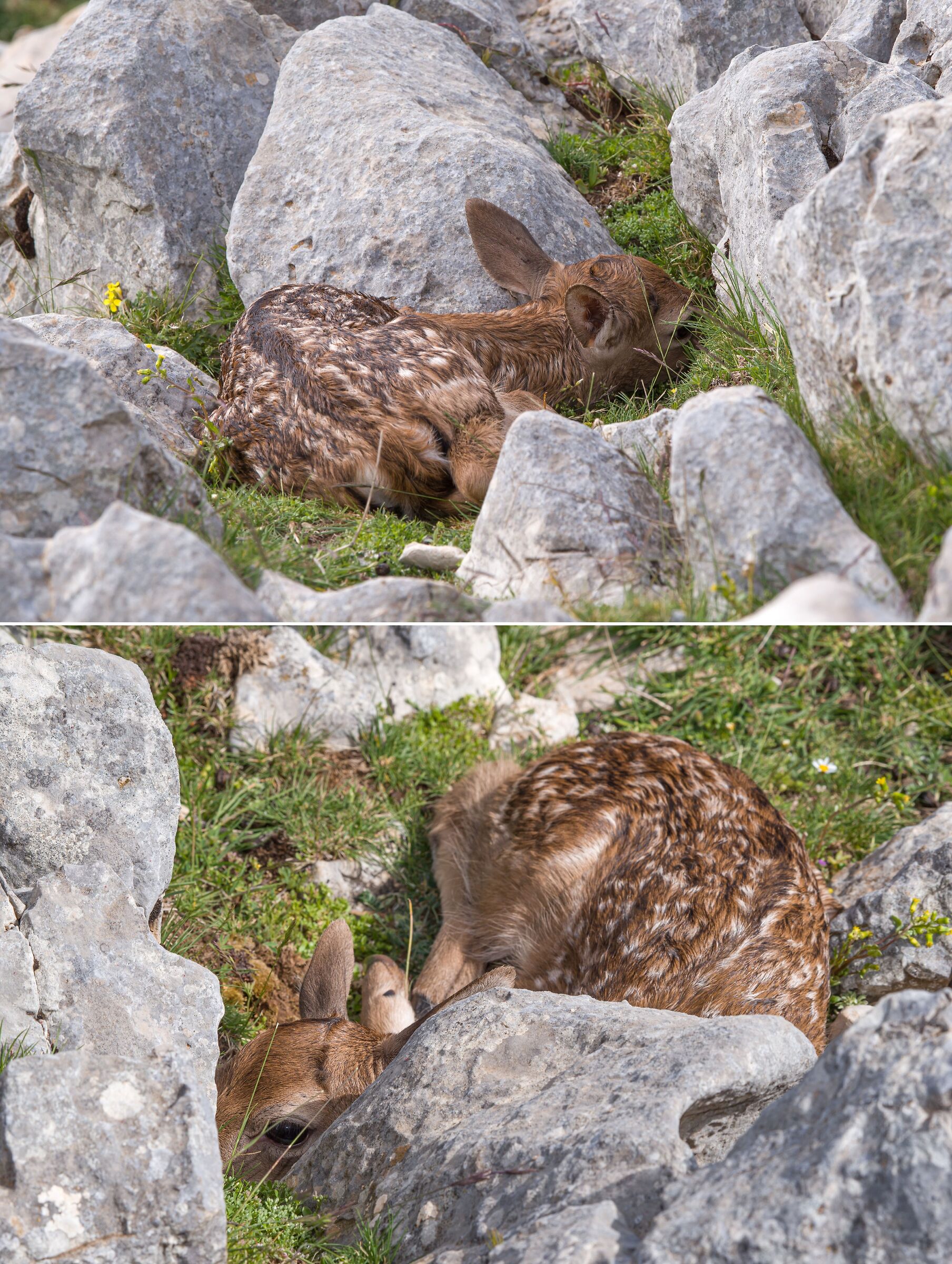 Bambi, a newborn baby fallow deer