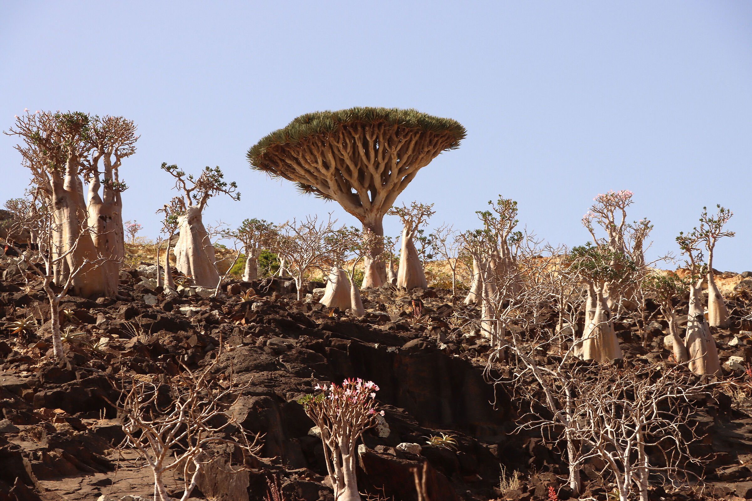 S O C O T R A - "Another World"