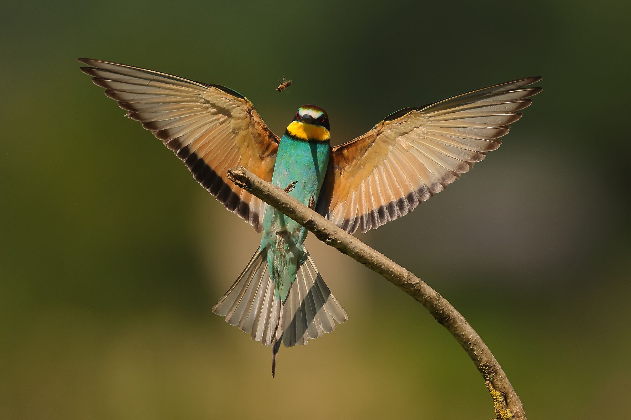 Gruccione in atterraggio con preda