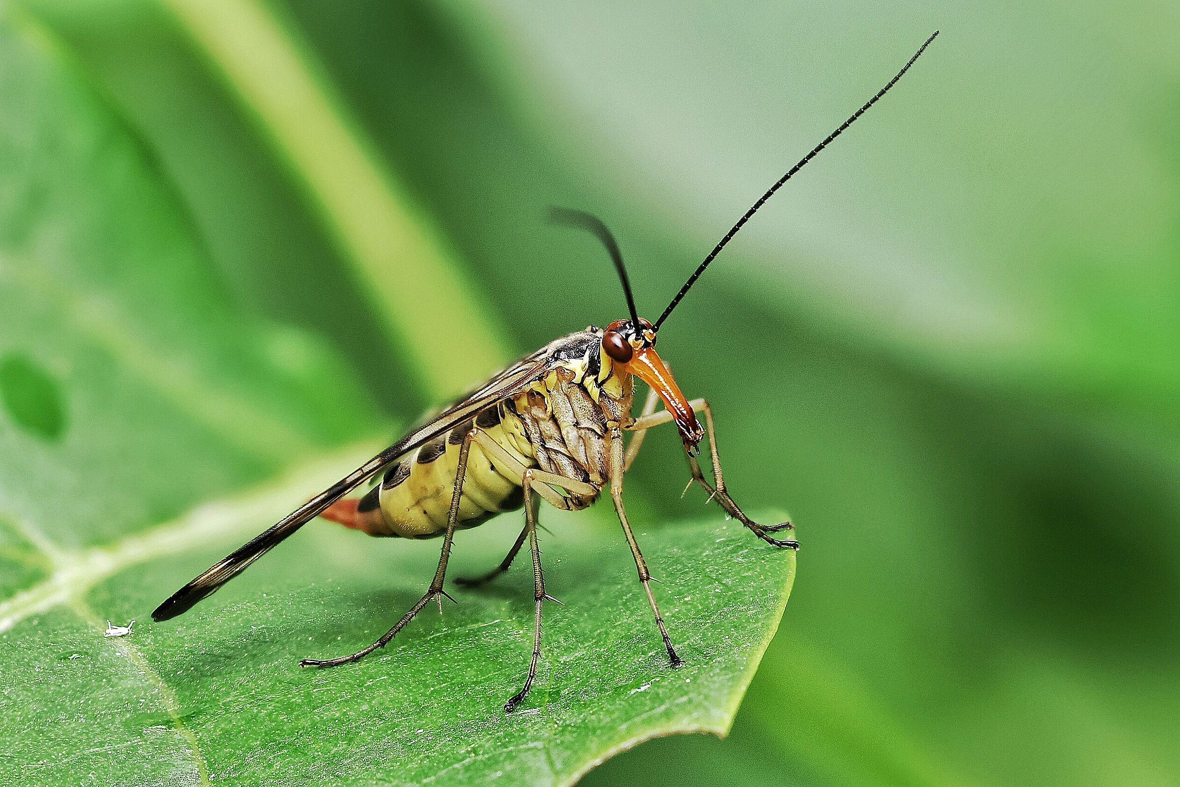 Panorpa cognata &female;