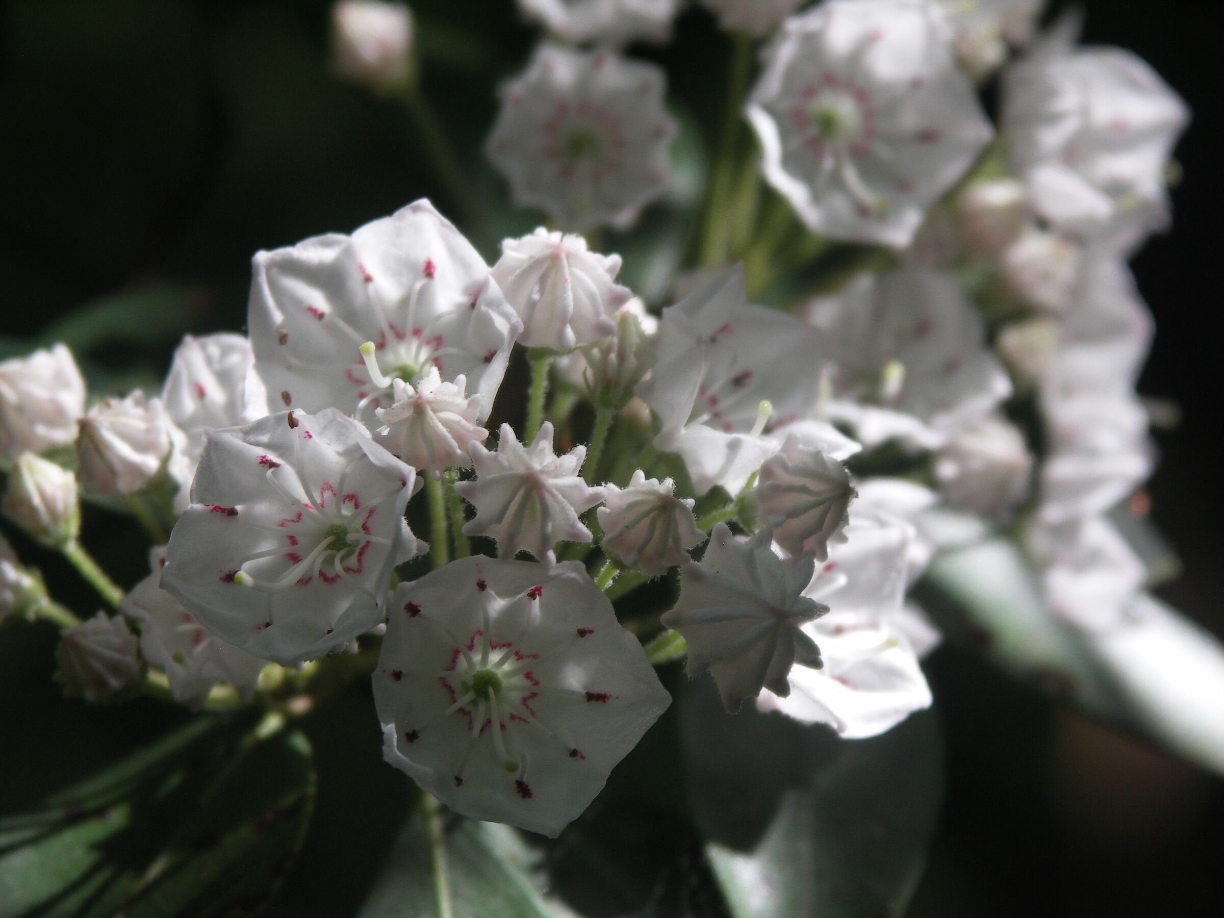 Mountain Laurel