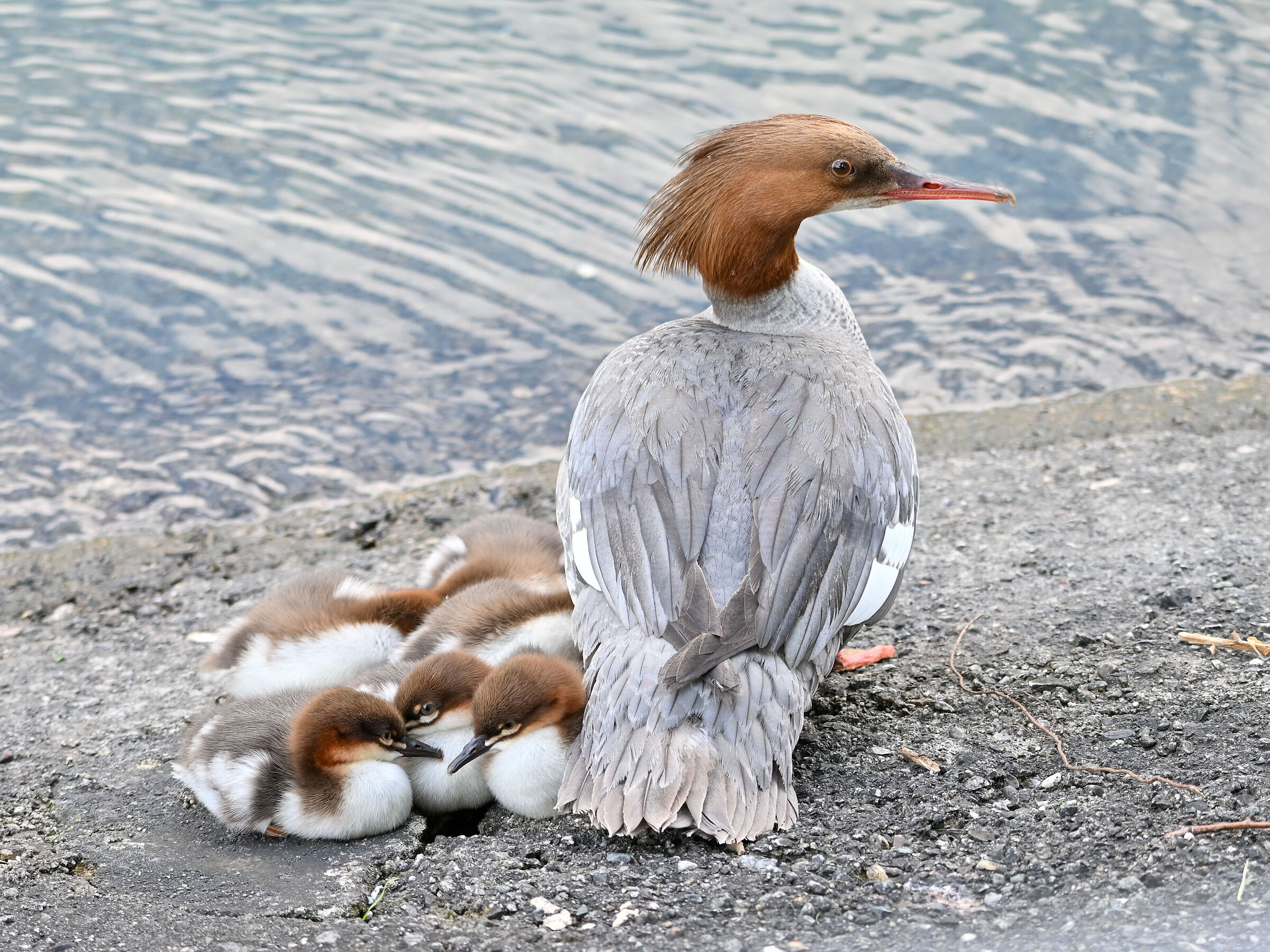 Merganser with small