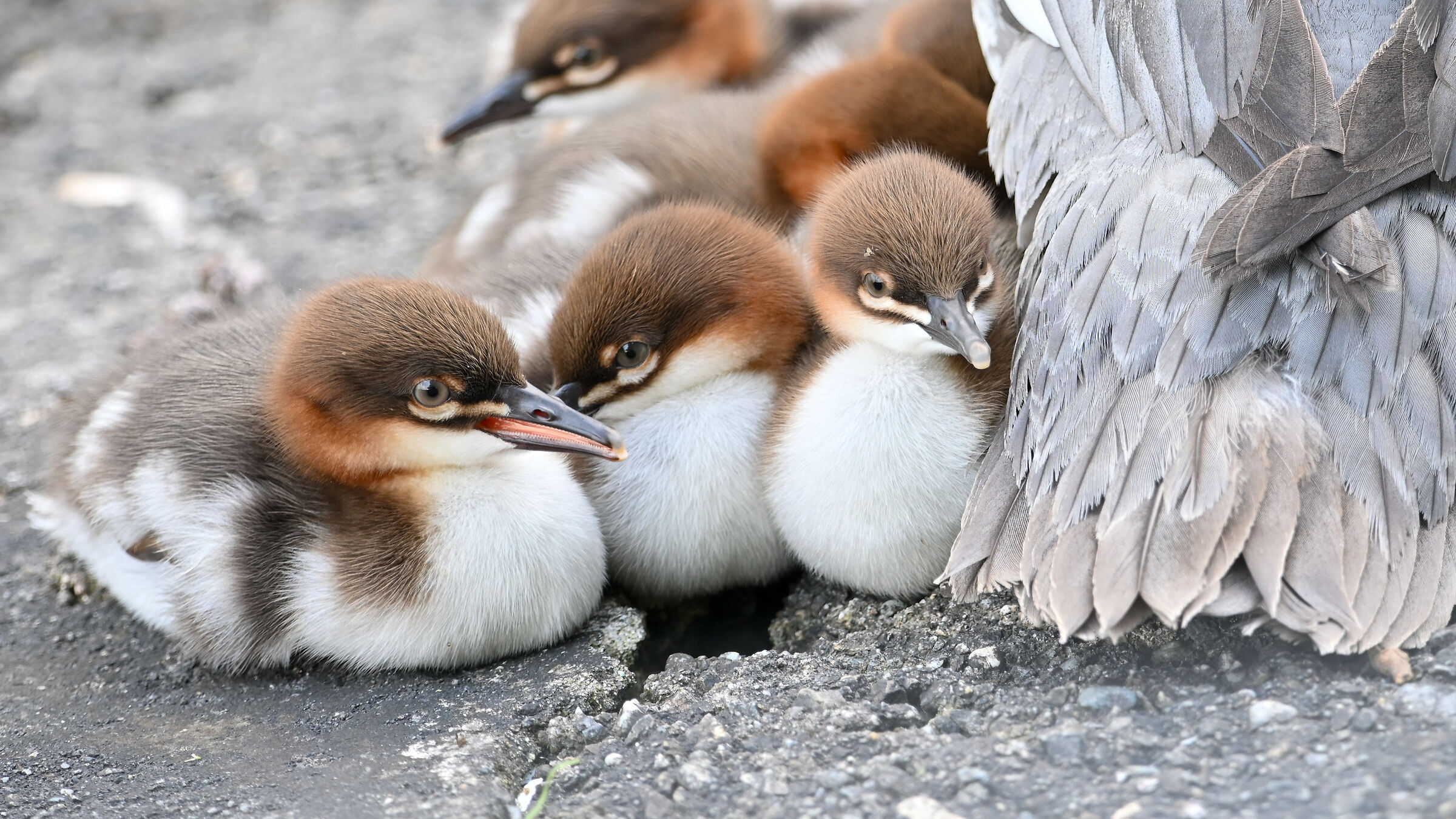 Merganser babies
