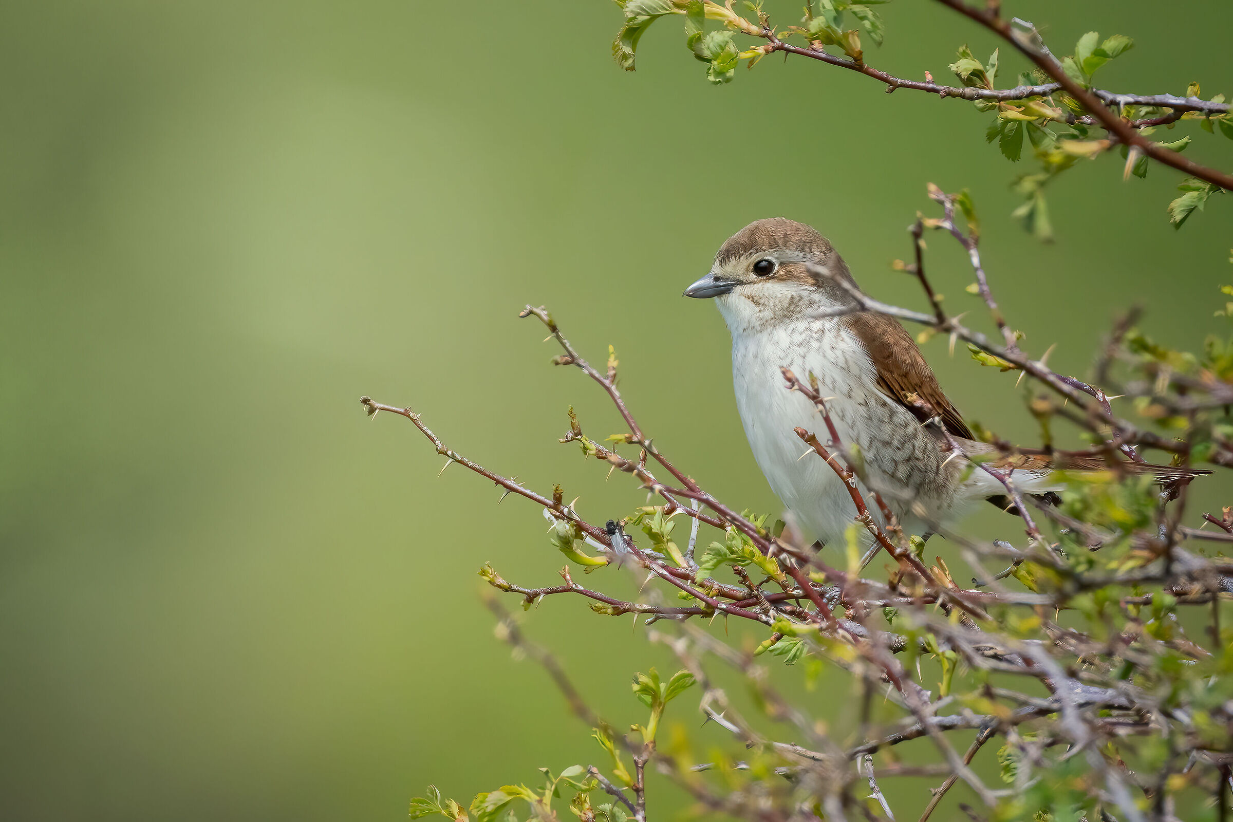Avèrla piccola femmina
