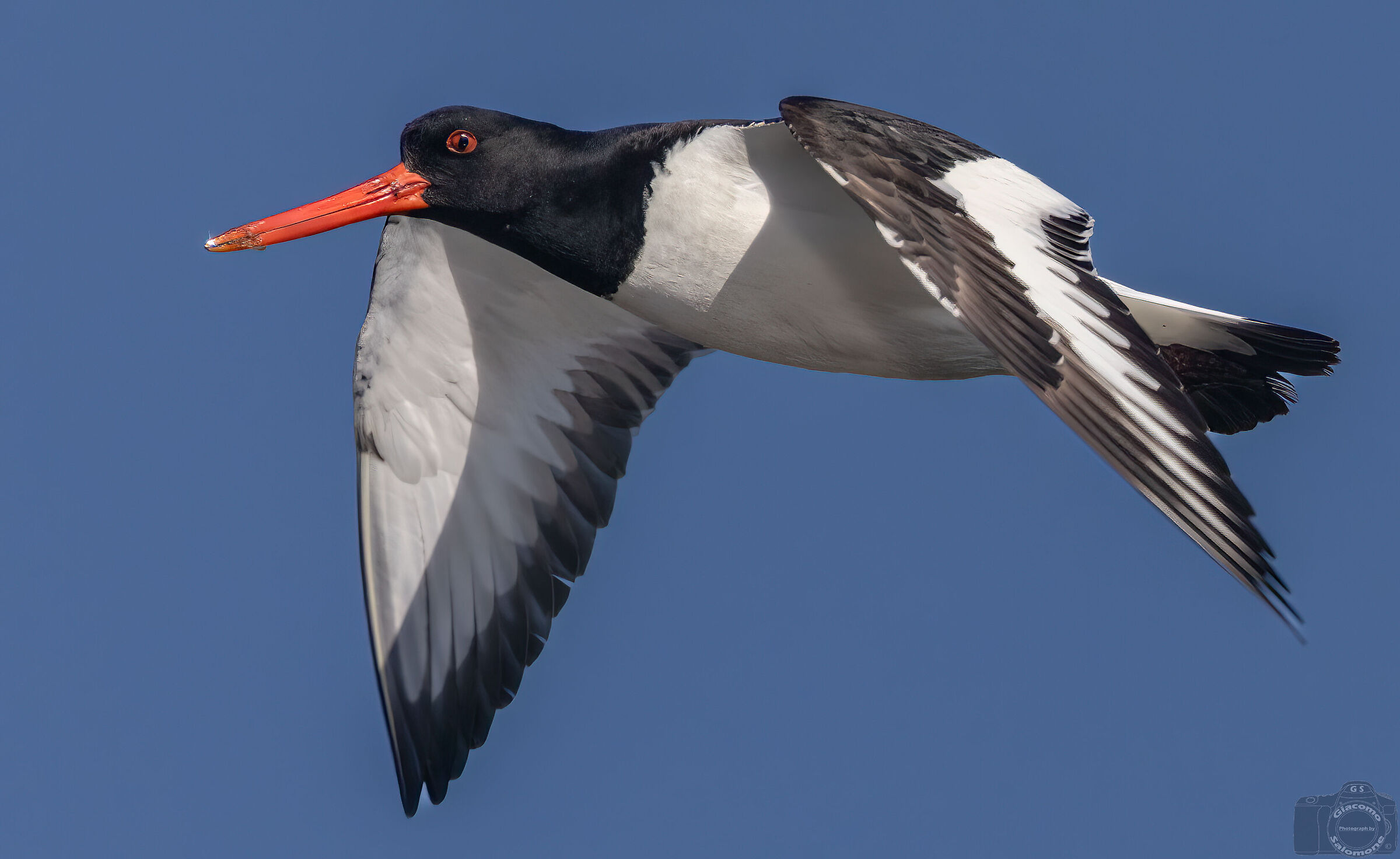 Oystercatcher in flight.