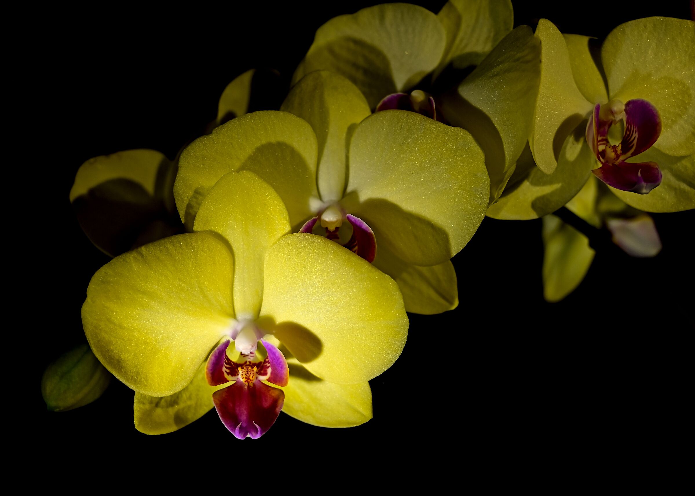 yellow orchid
