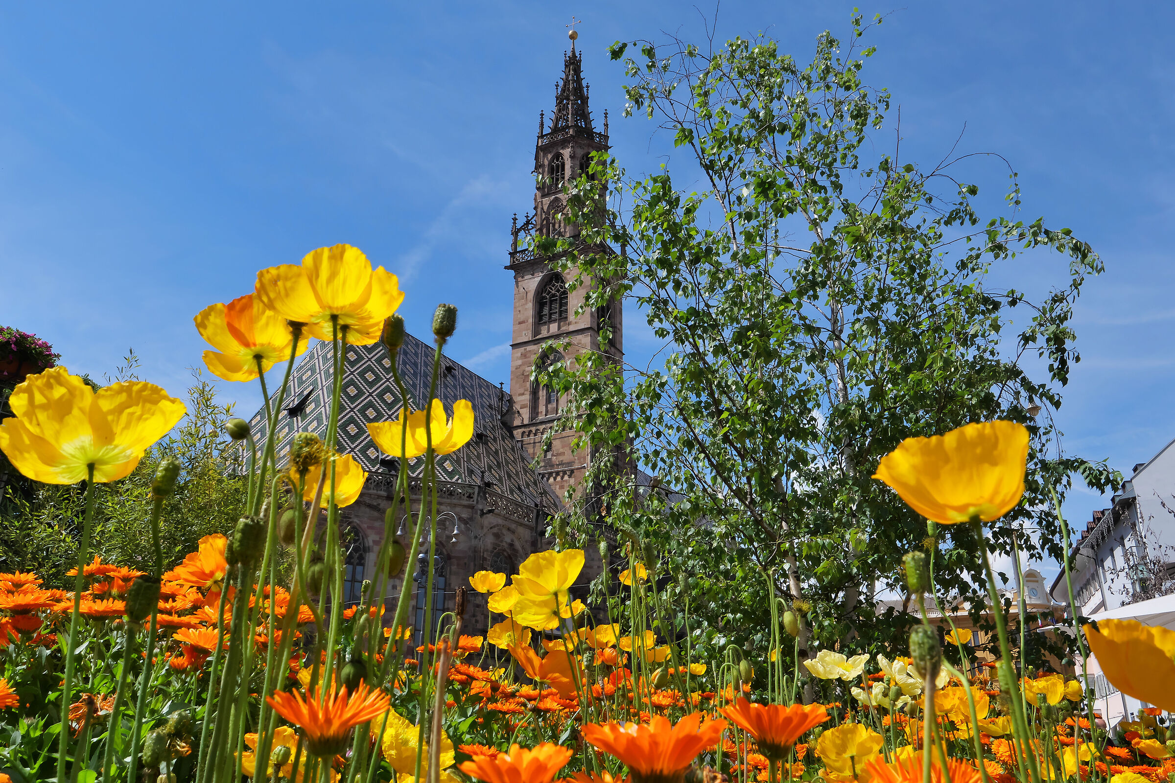 Poppies