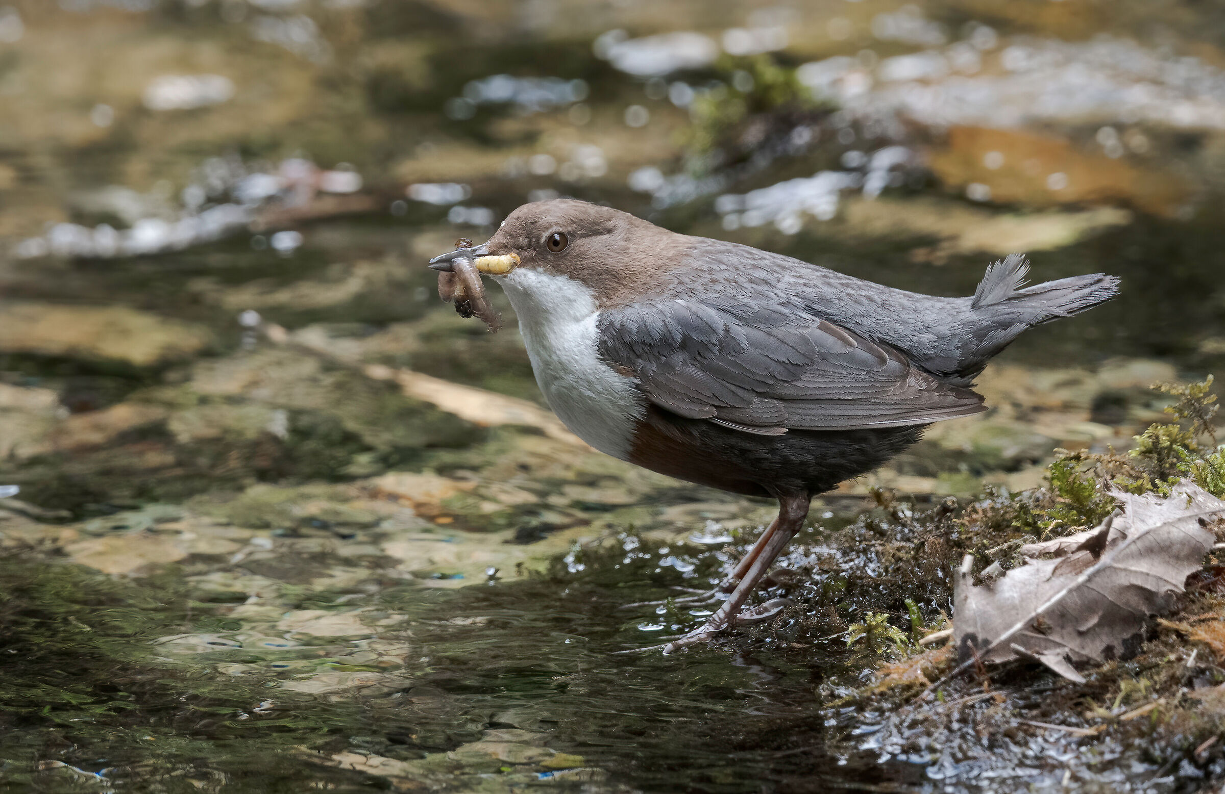 White-throated dipper