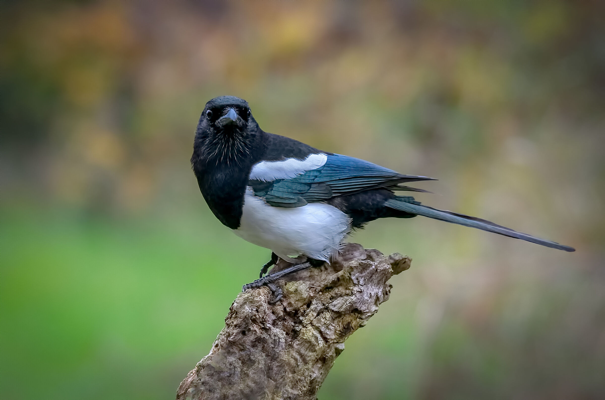 Magpie Thief