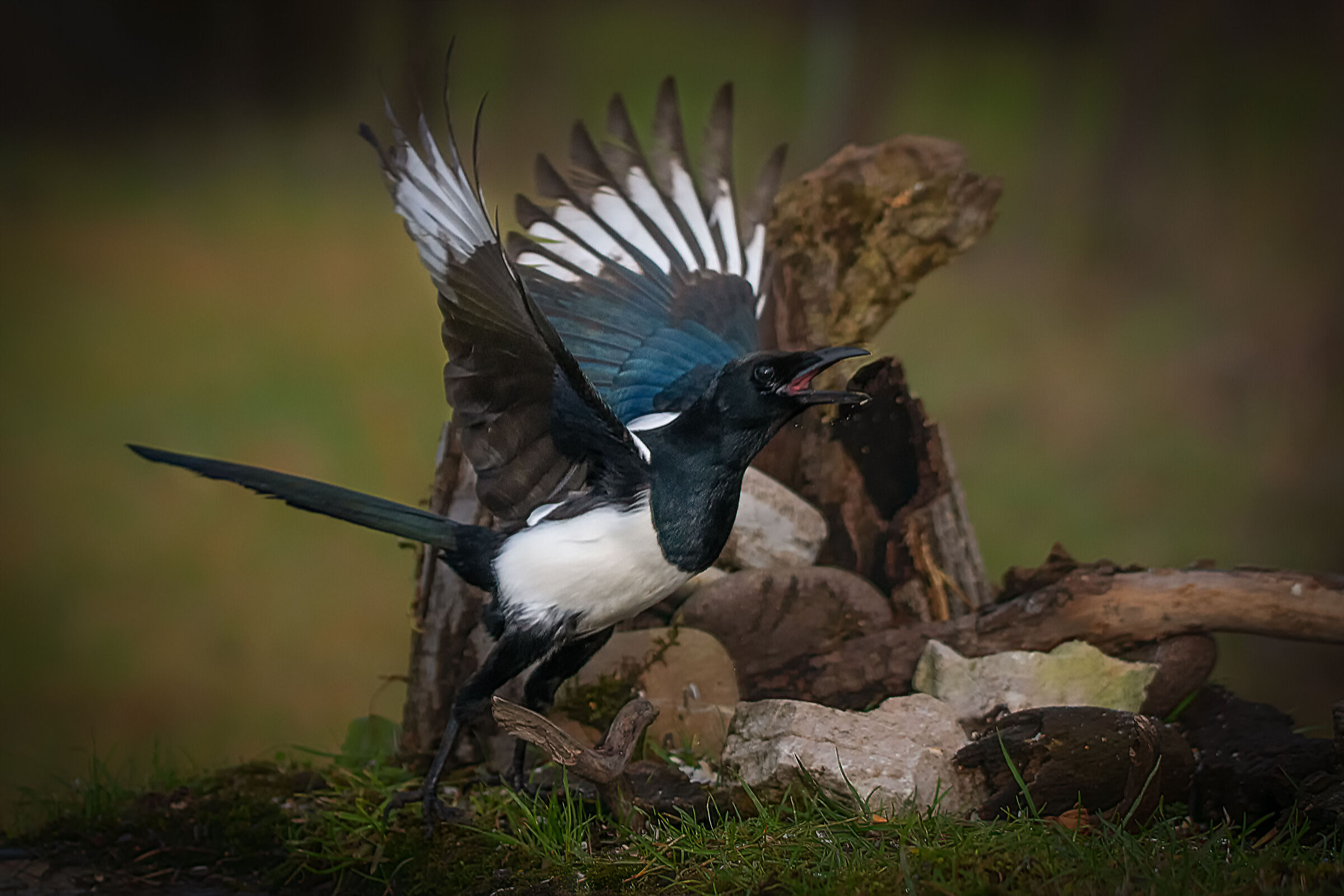 Magpie Thief