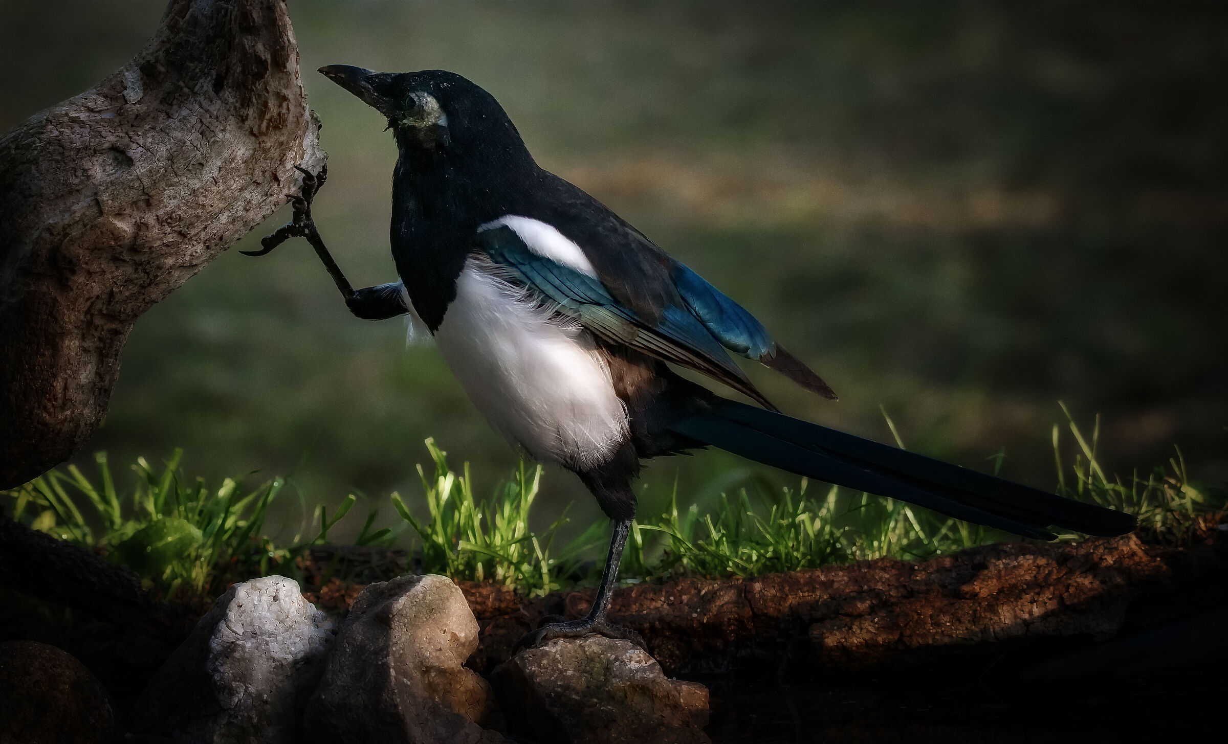 Magpie Thief