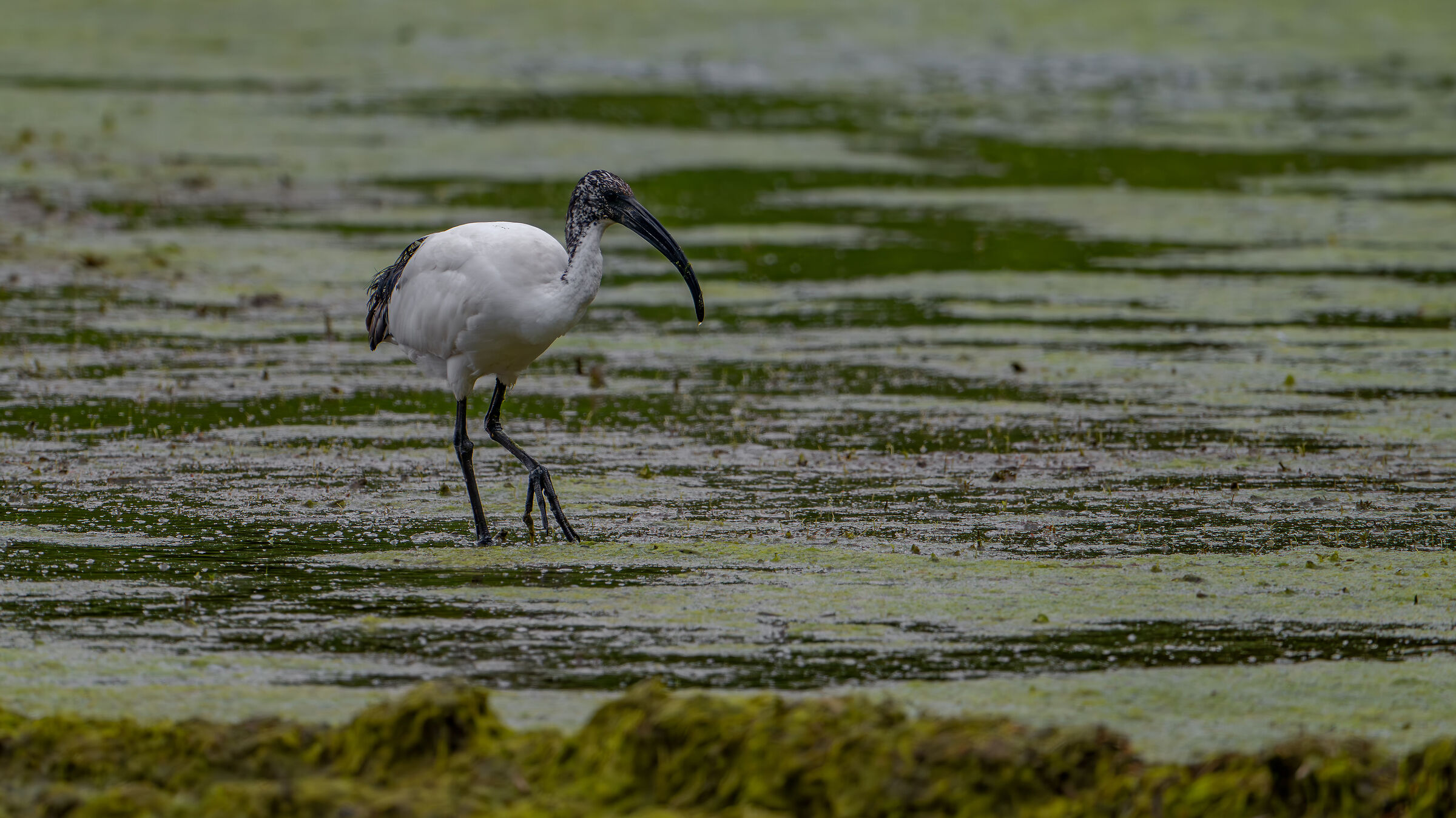 Sacred ibis