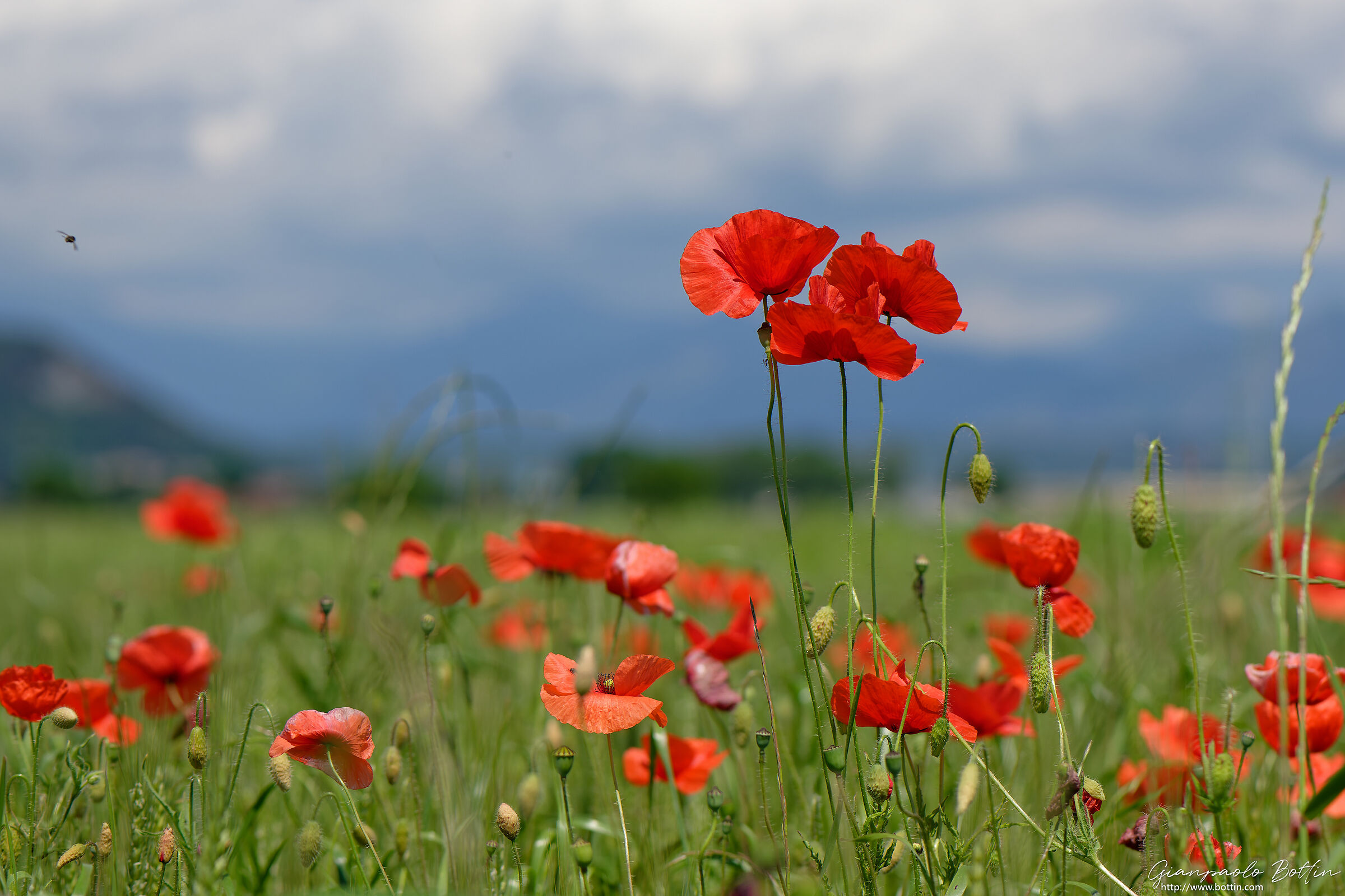 Poppies