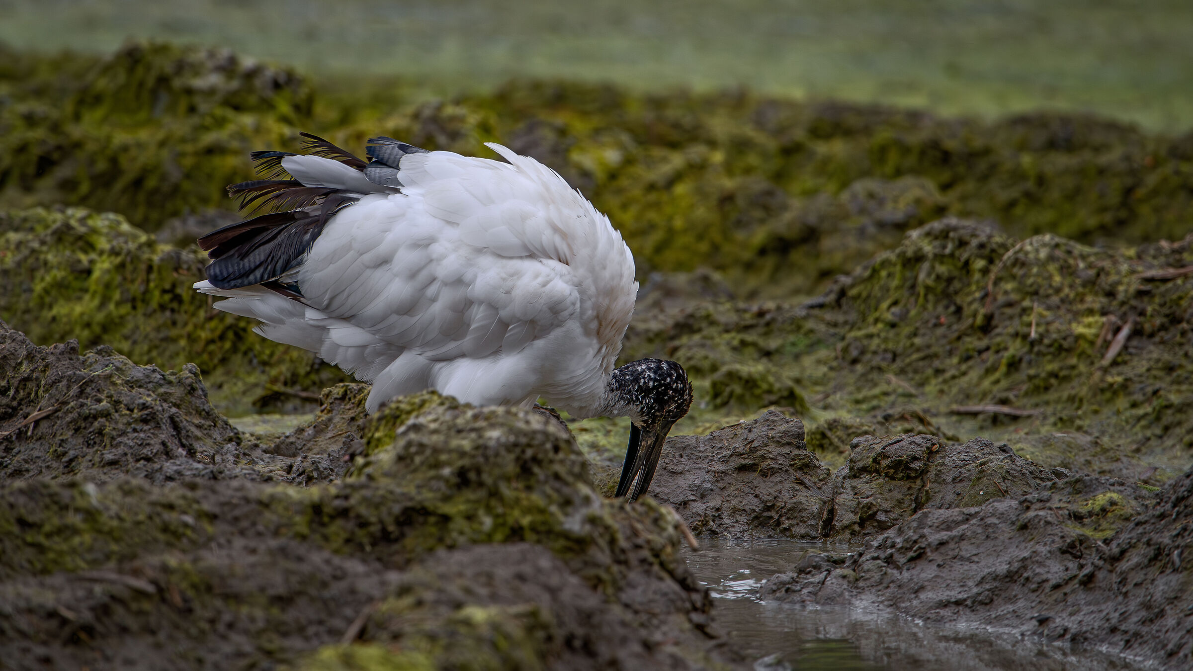 Sacred Ibis