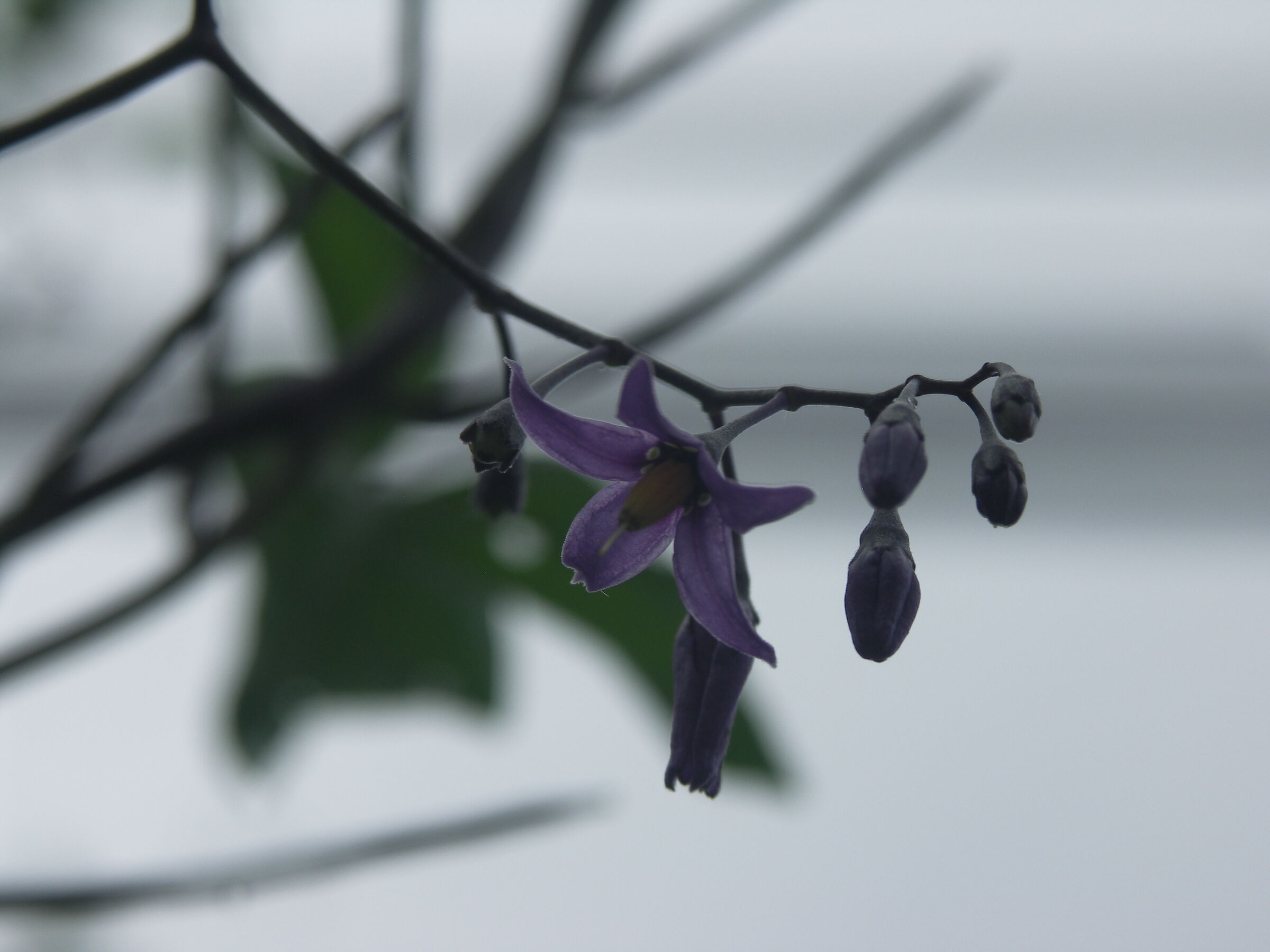 Nightshade